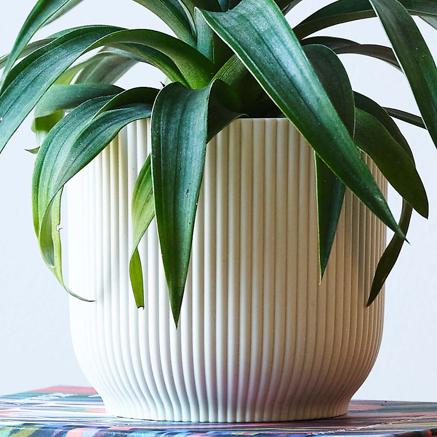 Pineapple House Plant in Elho Pot