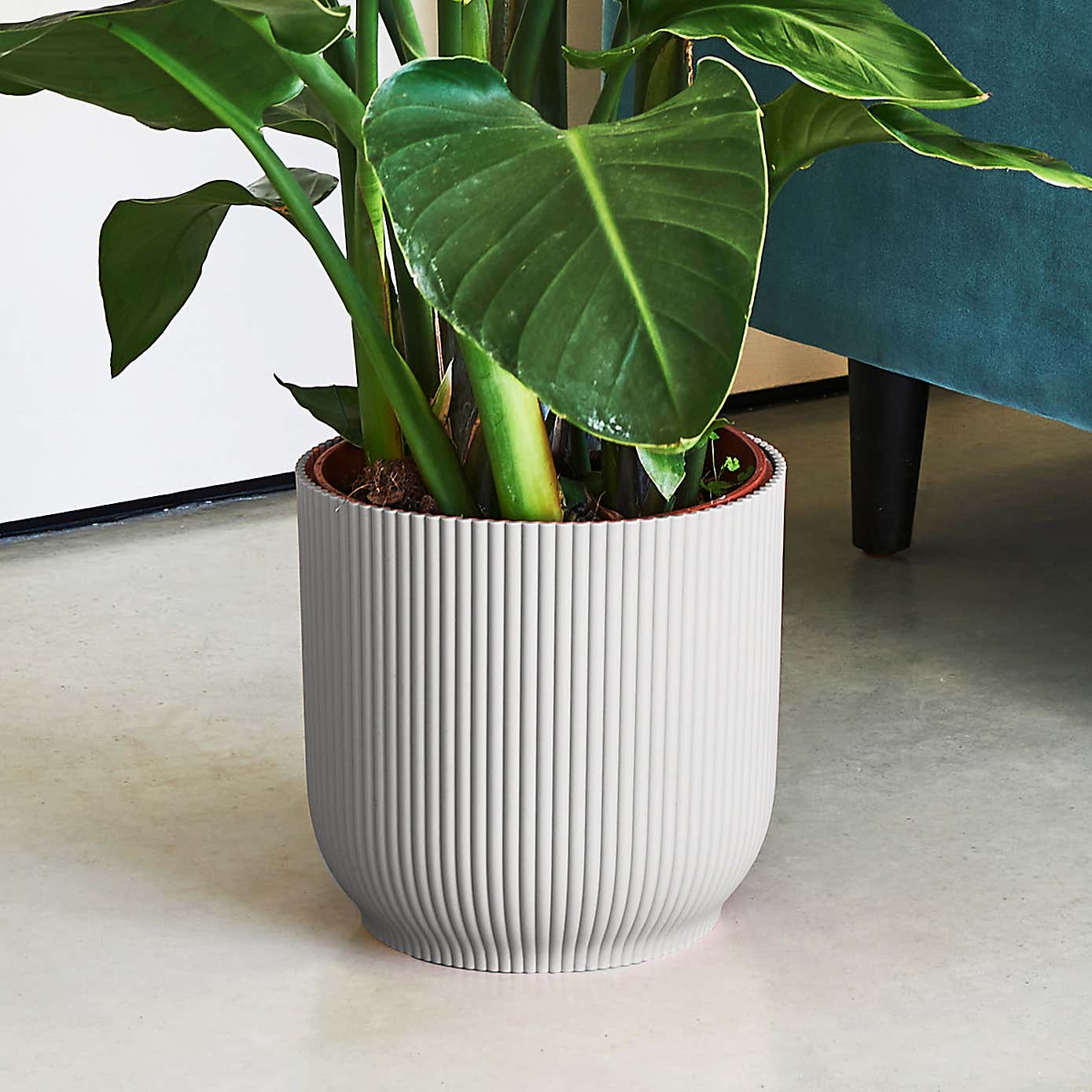 Beards & Daisies Bird of Paradise in Elho Vibes Pot