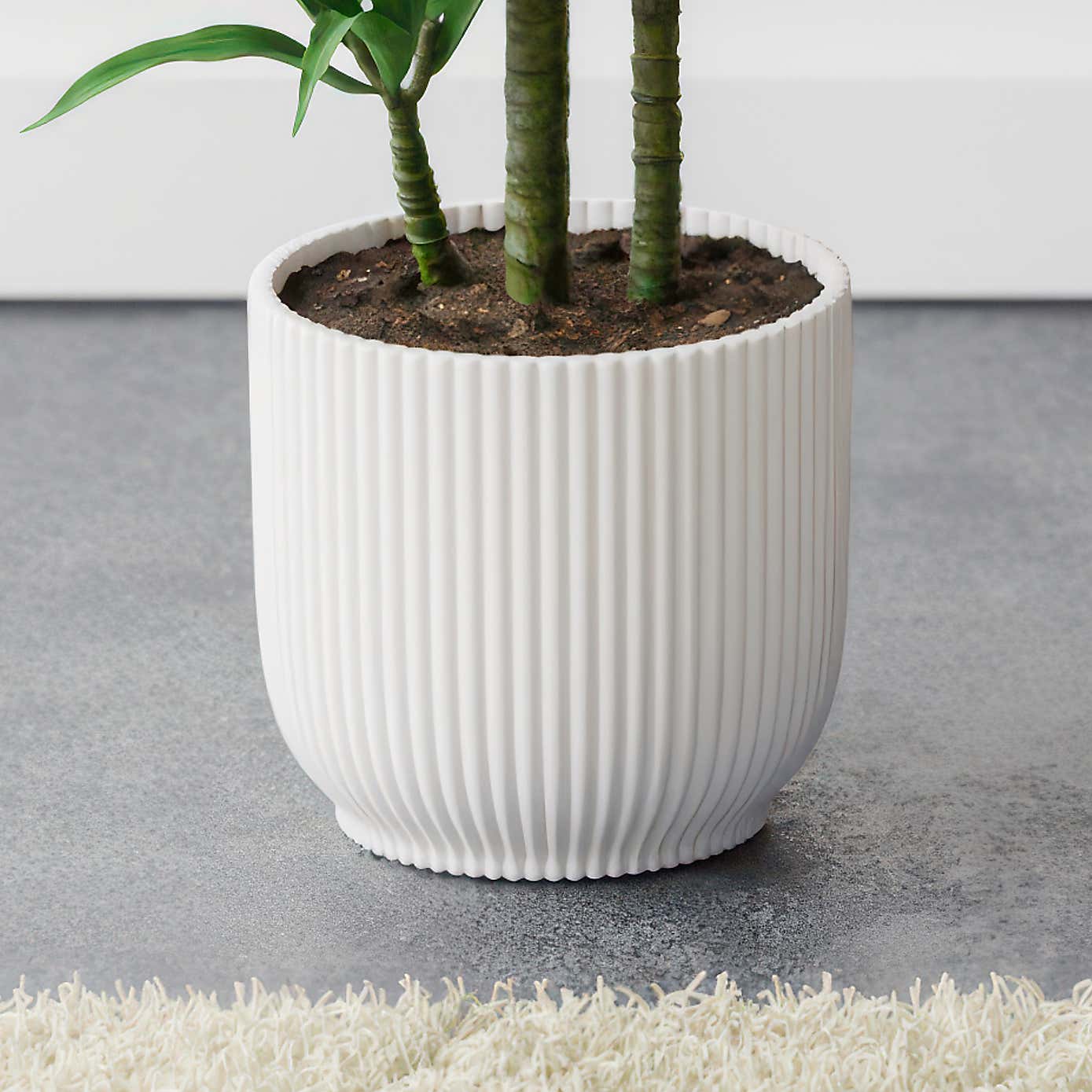 Beards & Daisies Dracaena Steudneri House Plant in Elho Pot