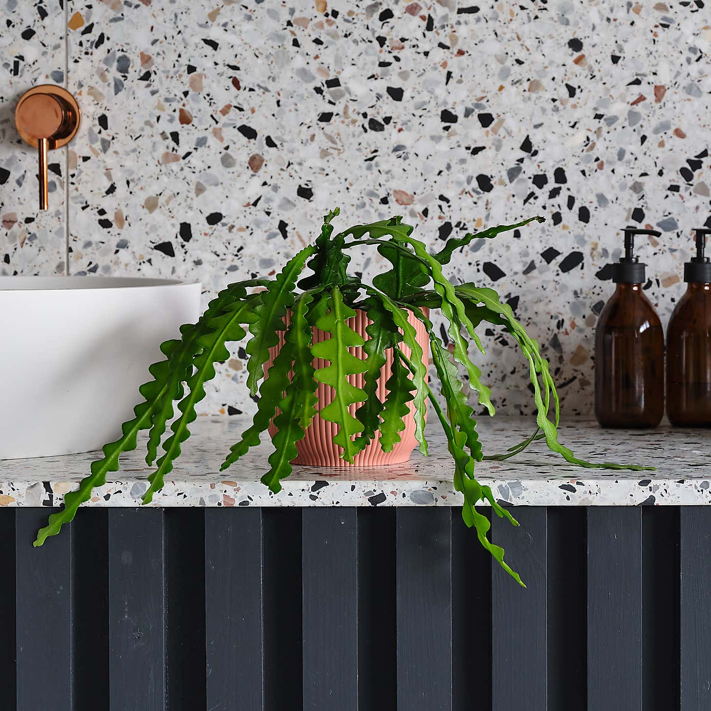 Fishbone Cactus House Plant in Elho Pot