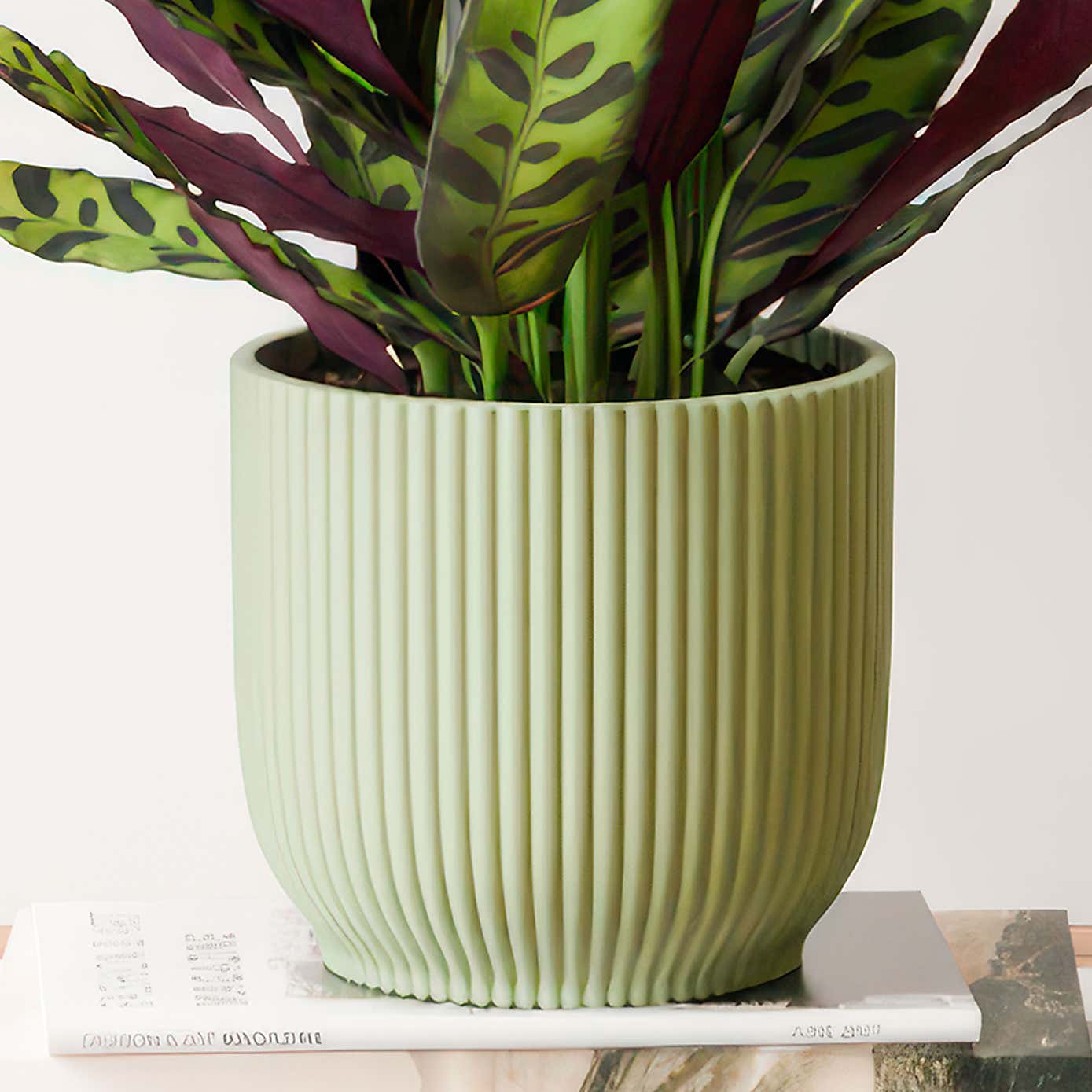 Calathea Lancifolia House Plant in Elho Vibes Pot