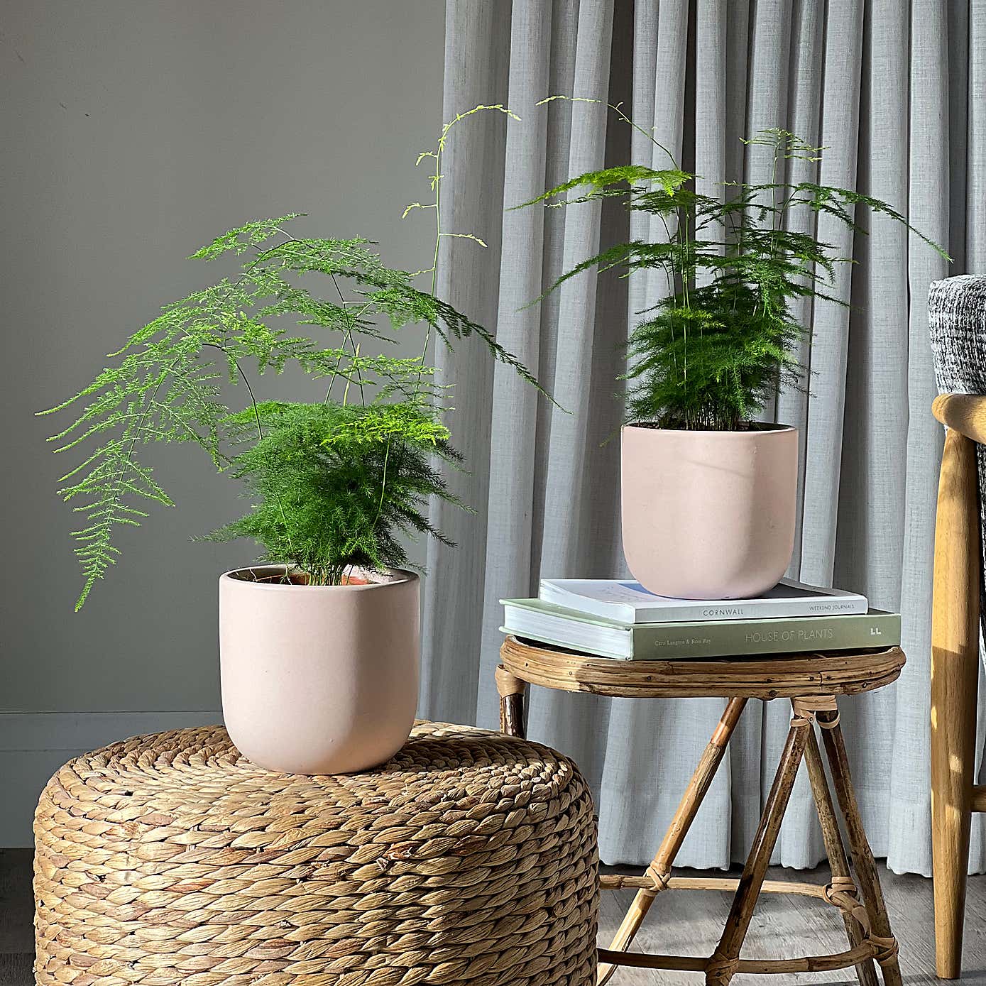 Asparagus Fern Potted House Plant Bundle