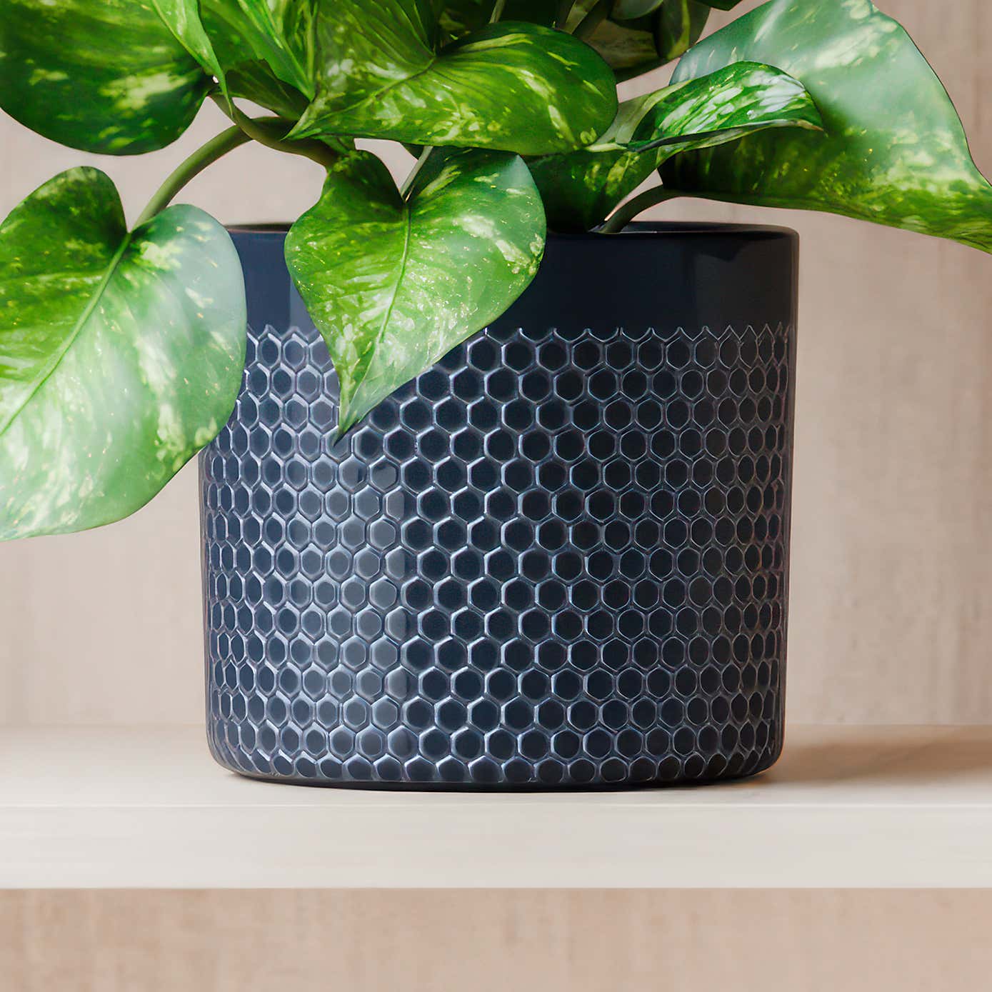 Beards & Daisies Marble Queen Pothos House Plant in Capri Pot