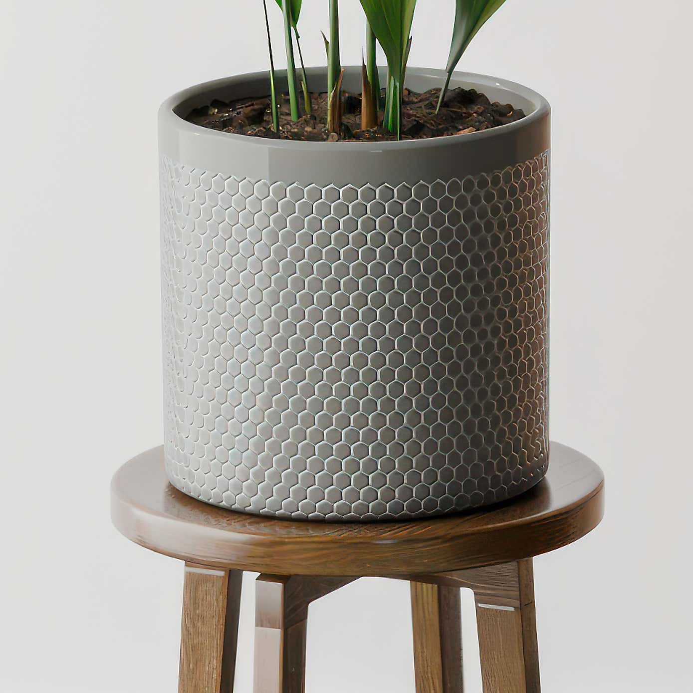 Beards & Daisies Cast Iron House Plant in Capri Pot