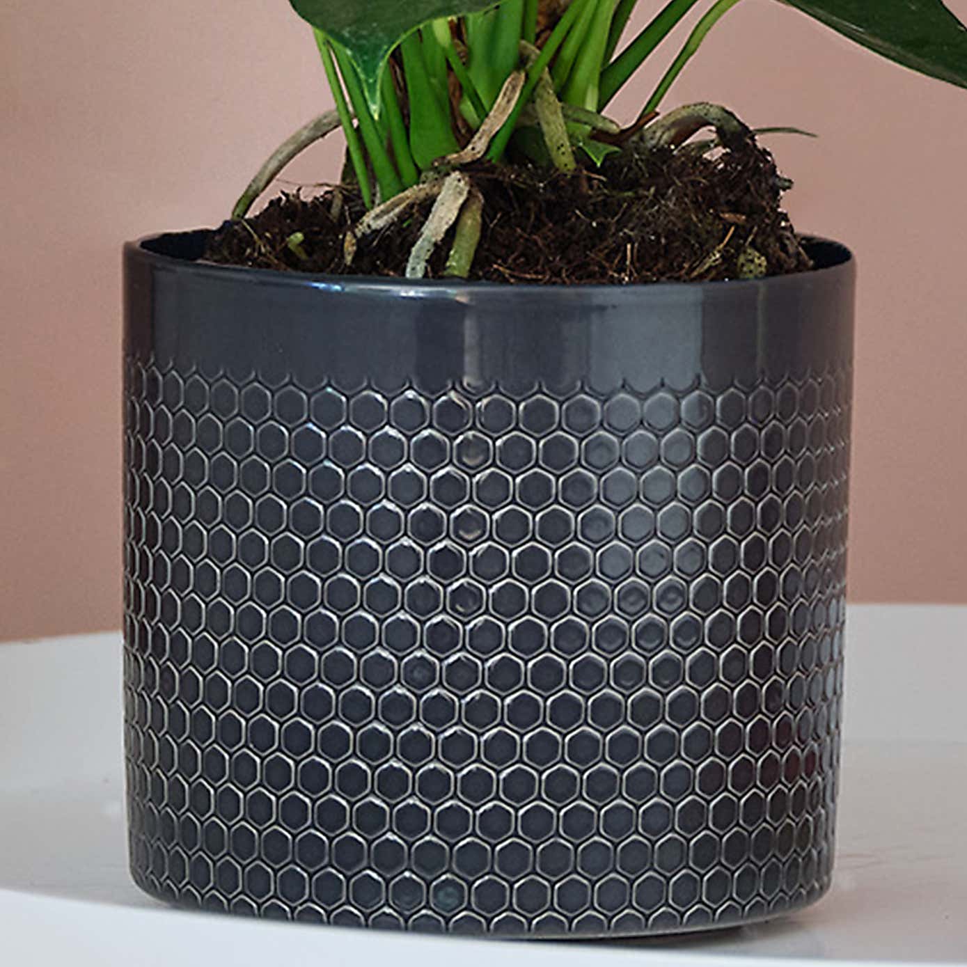 Peach Anthurium House Plant in Capri Pot