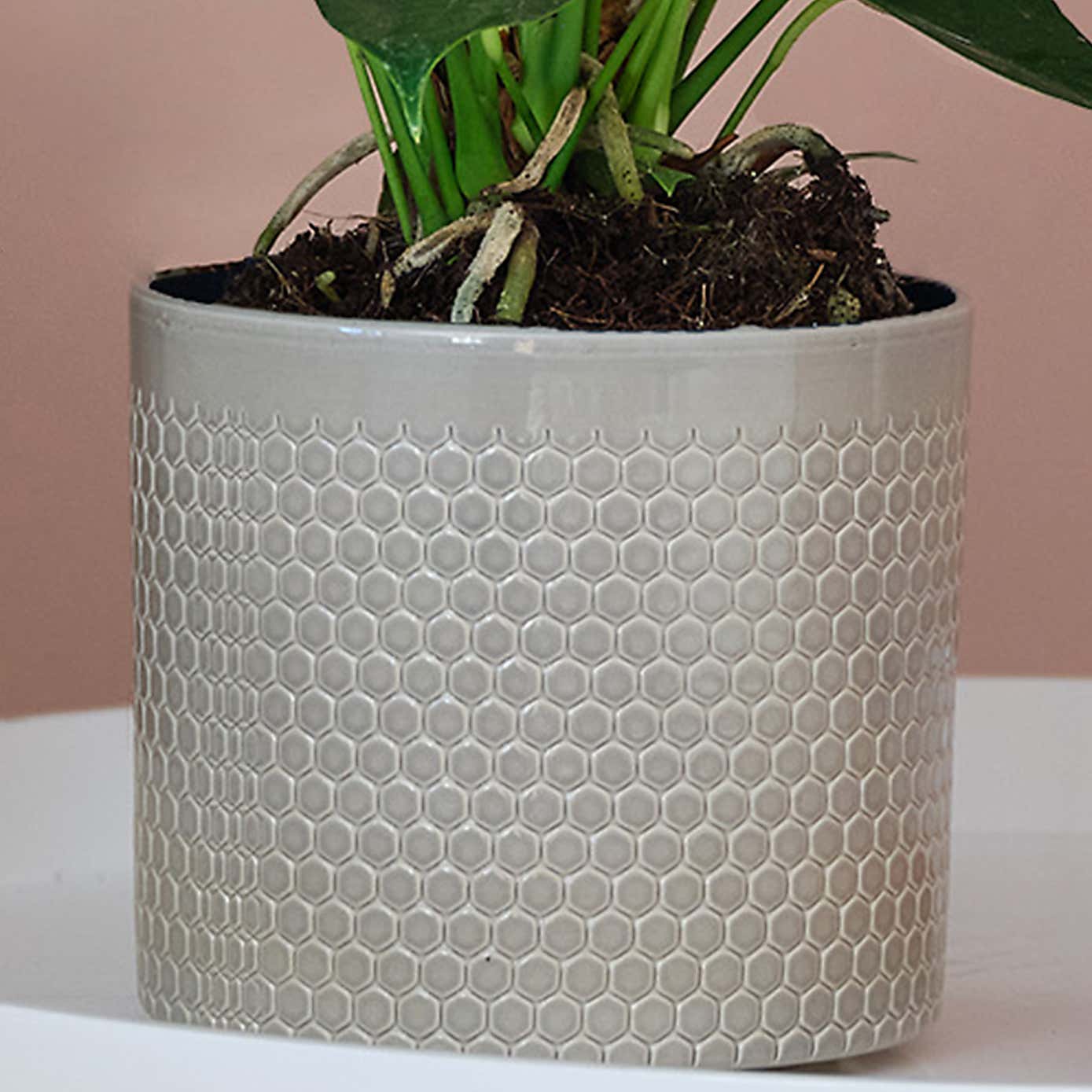 Peach Anthurium House Plant in Capri Pot