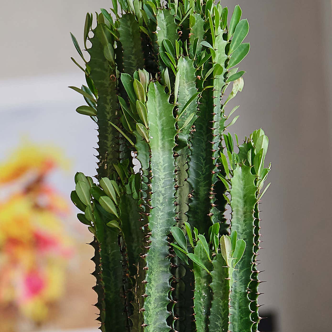 Euphorbia Trigona House Plant in Earthenware Pot
