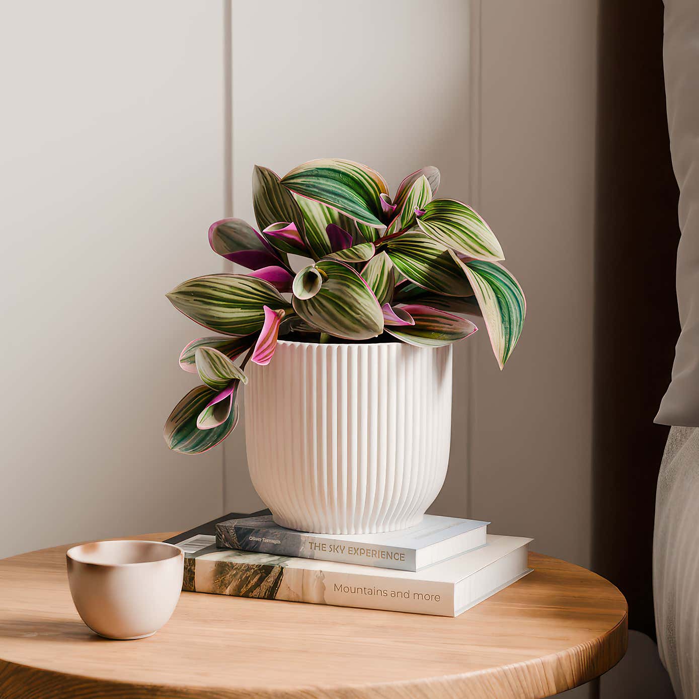 Tradescantia Nanouk House Plant in Elho Vibes Pot