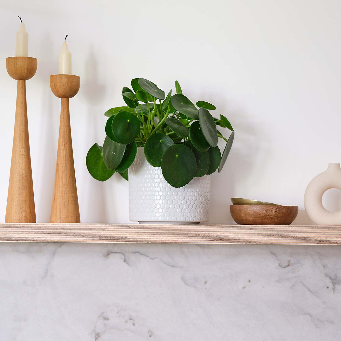 Chinese Money House Plant in Capri Pot