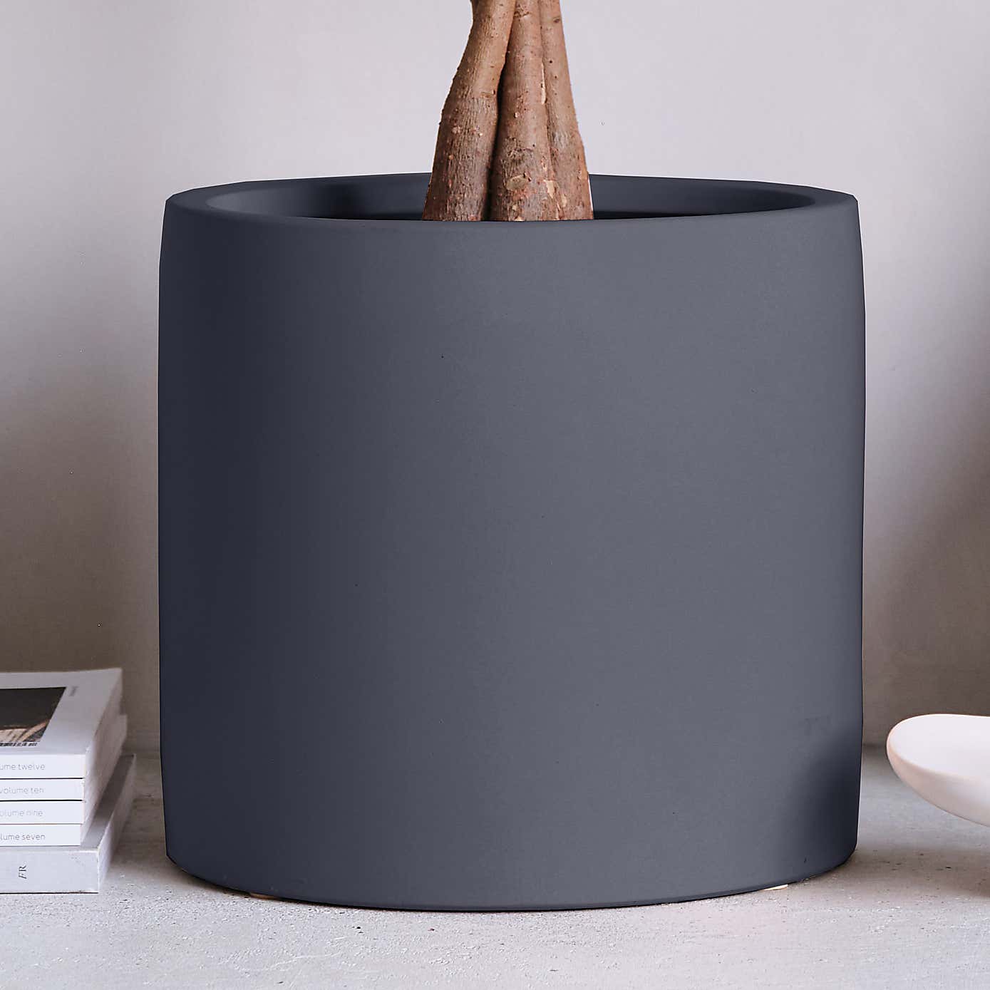 Money Tree House Plant in Earthenware Pot