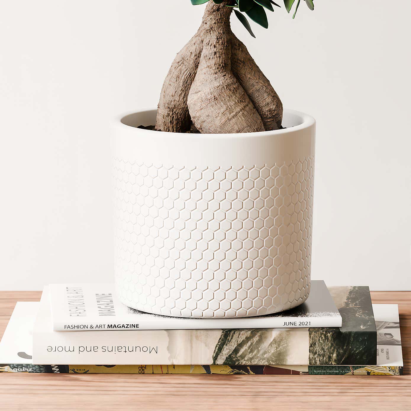 Ficus Ginseng House Plant in Capri Pot