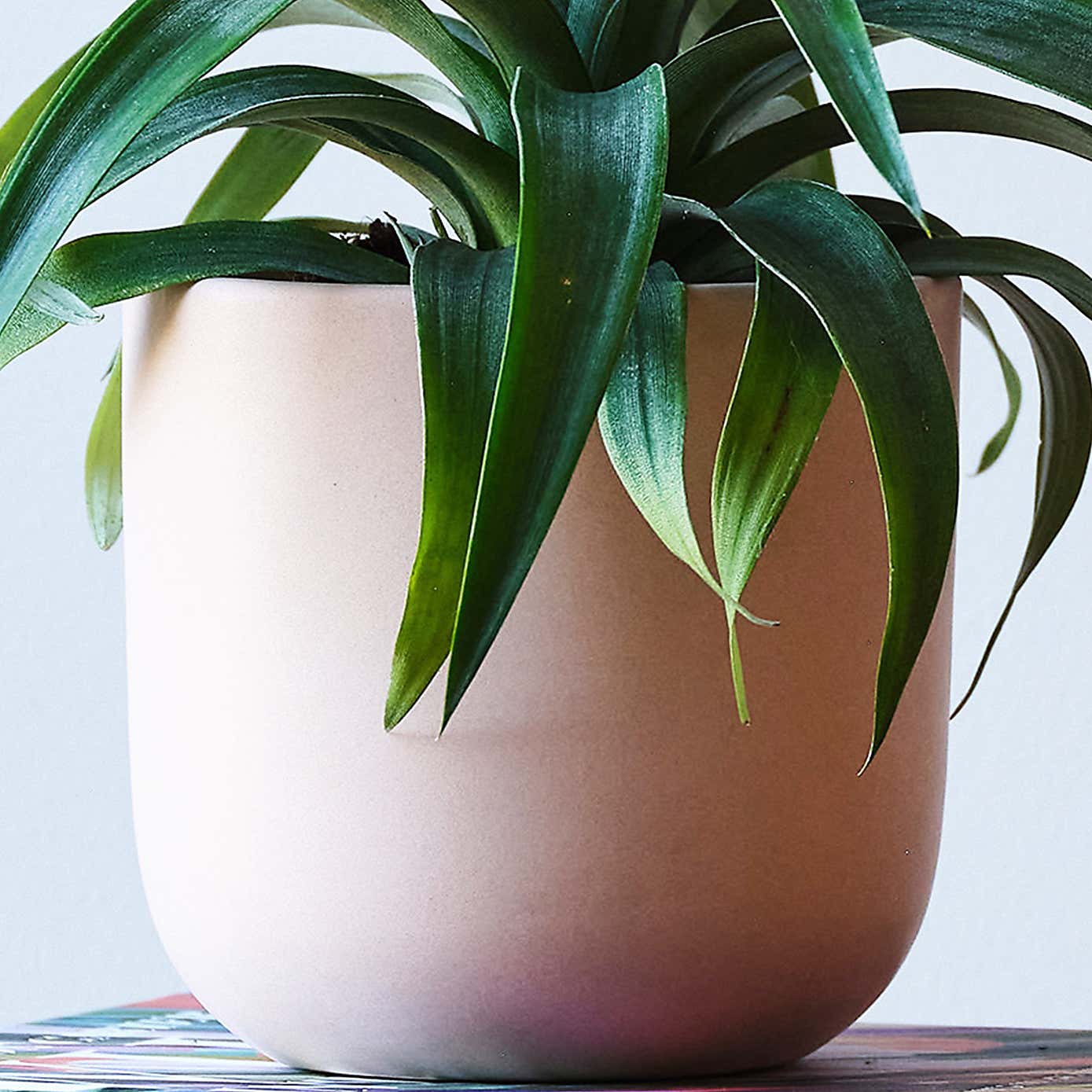 Pineapple House Plant in Earthenware Pot
