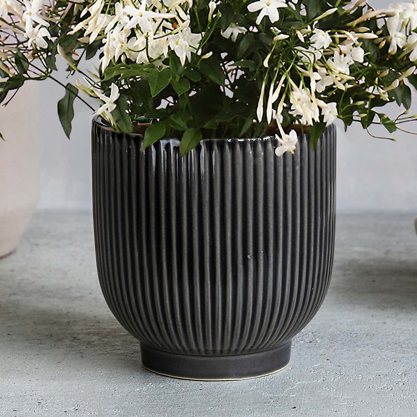 Jasmine House Plant in Ribbed Ceramic Pot