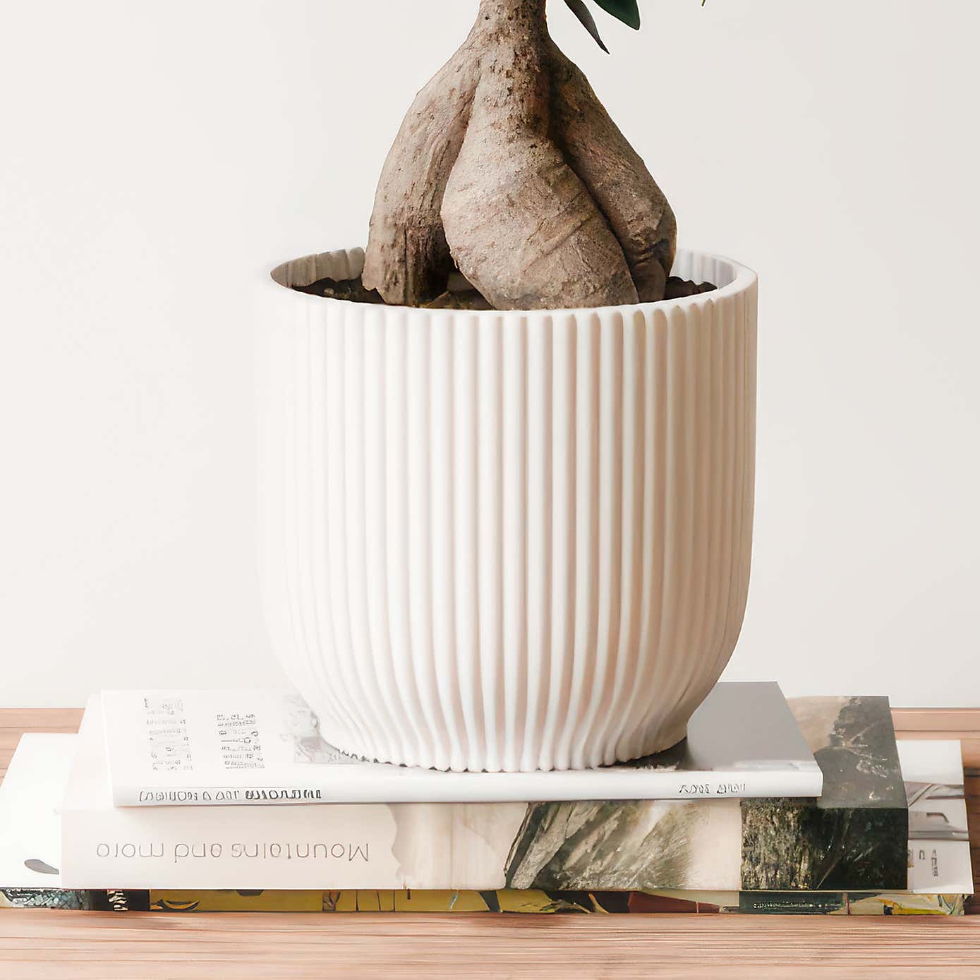 Ficus Ginseng House Plant in Elho Vibes Pot