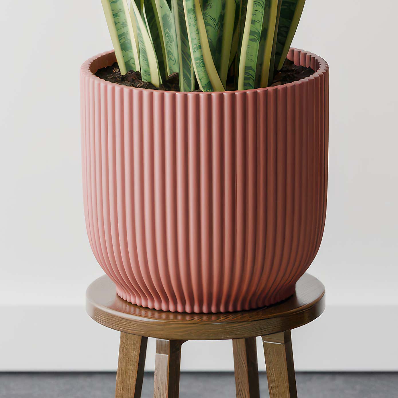 Beards & Daisies Snake Plant House Plant in Vibes Pot