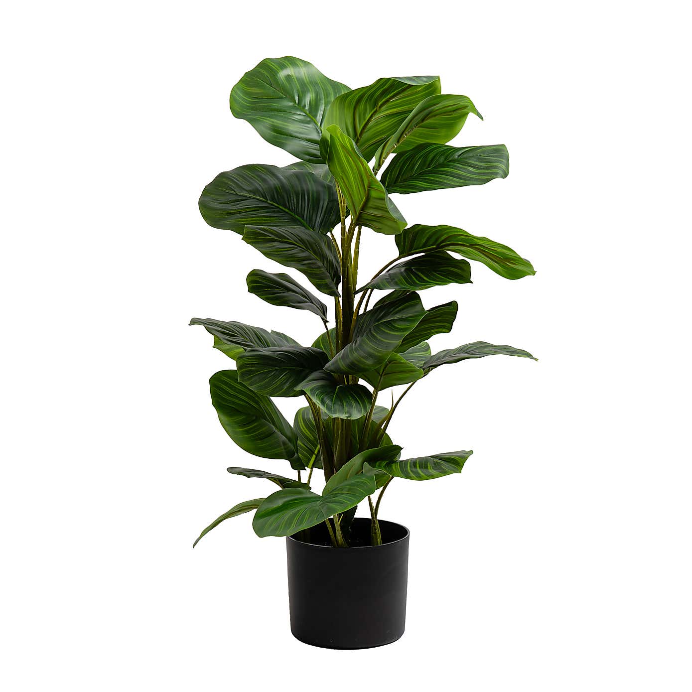 Artificial Real Touch Arrowroot in Black Plant pot