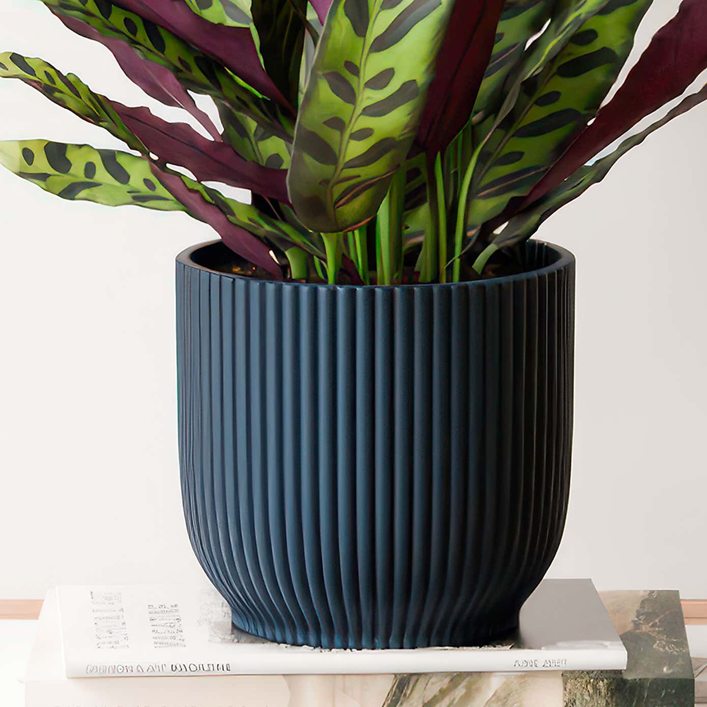 Calathea Lancifolia House Plant in Elho Vibes Pot