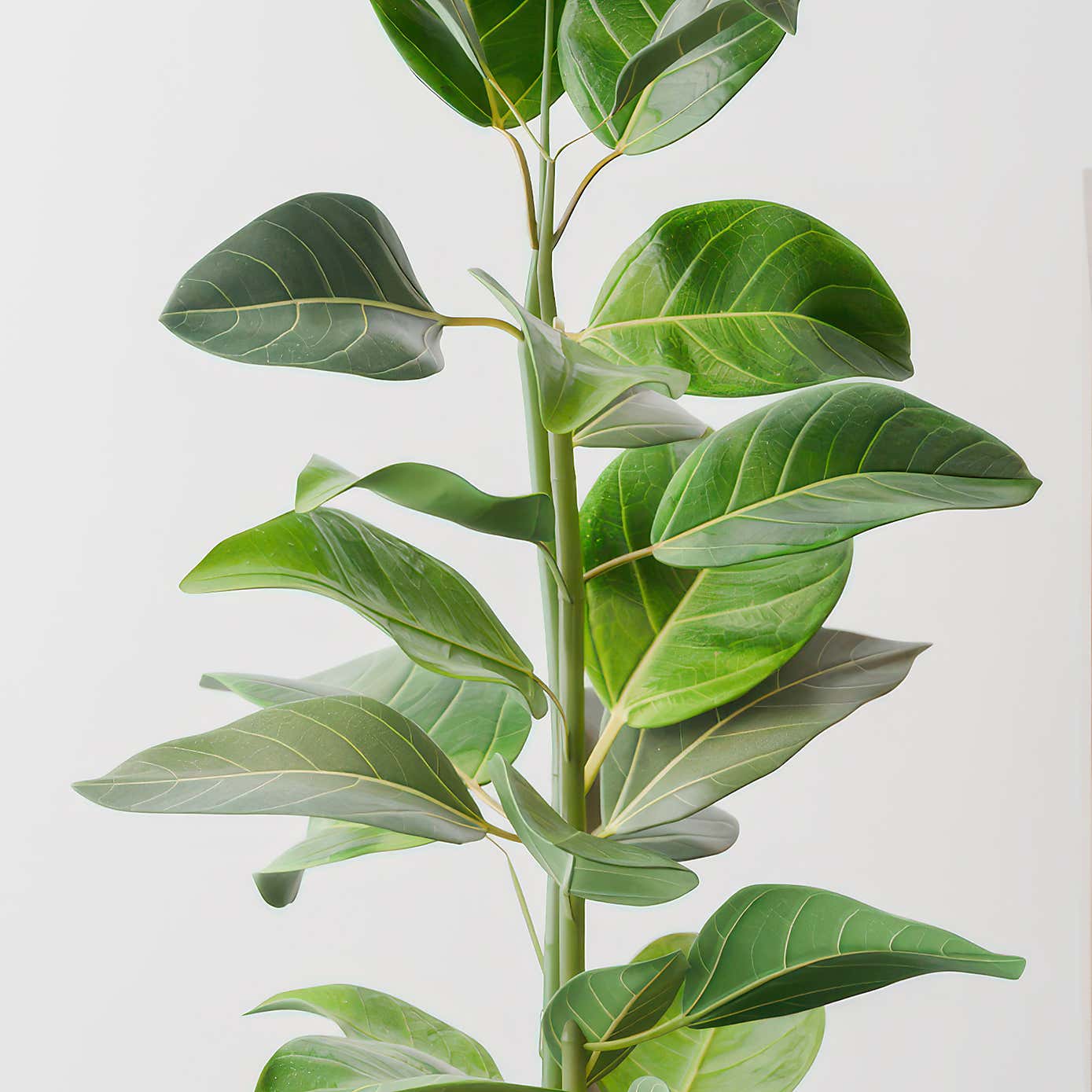 Bengal Fig House Plant in Elho Vibes Pot