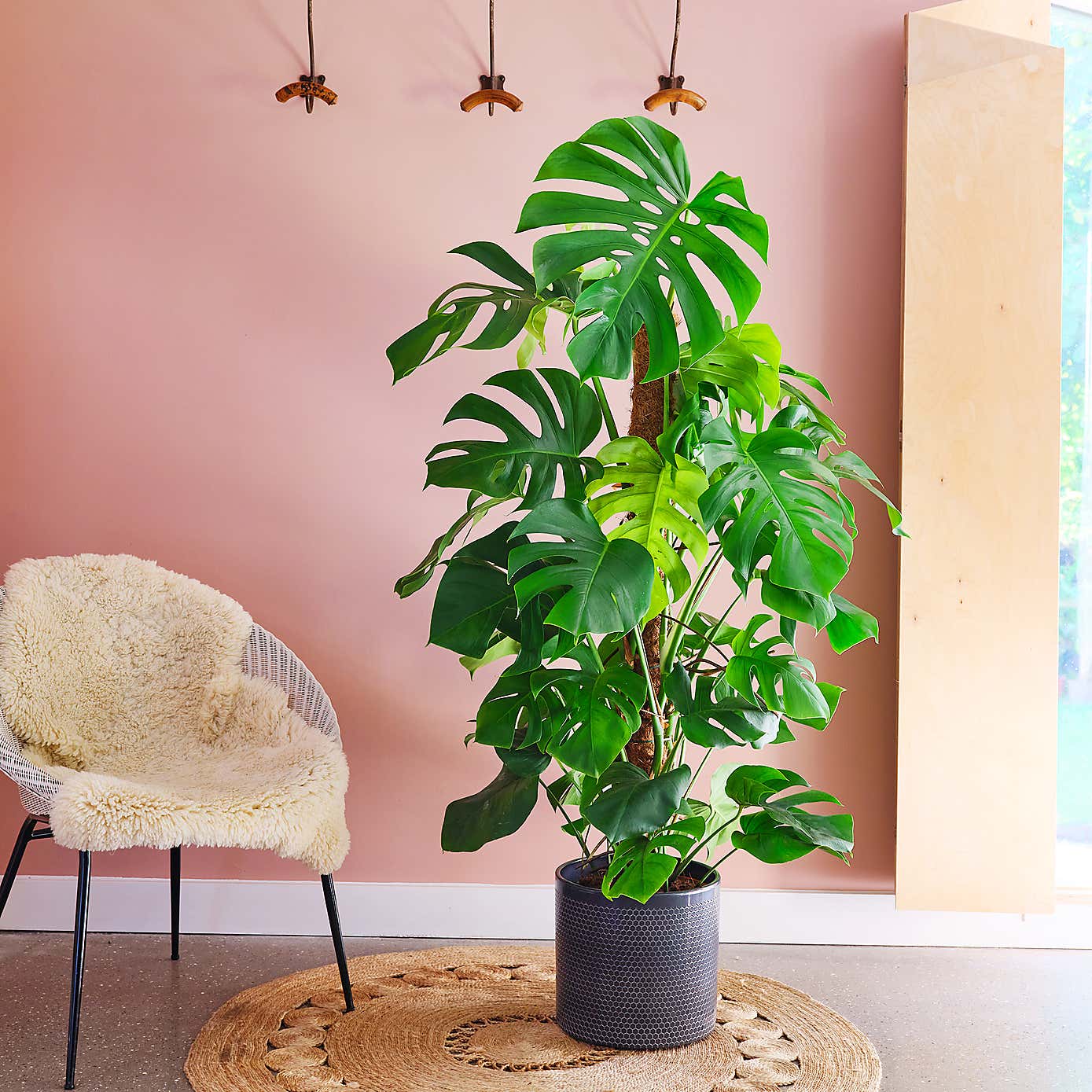 Swiss Cheese House Plant in Capri Pot