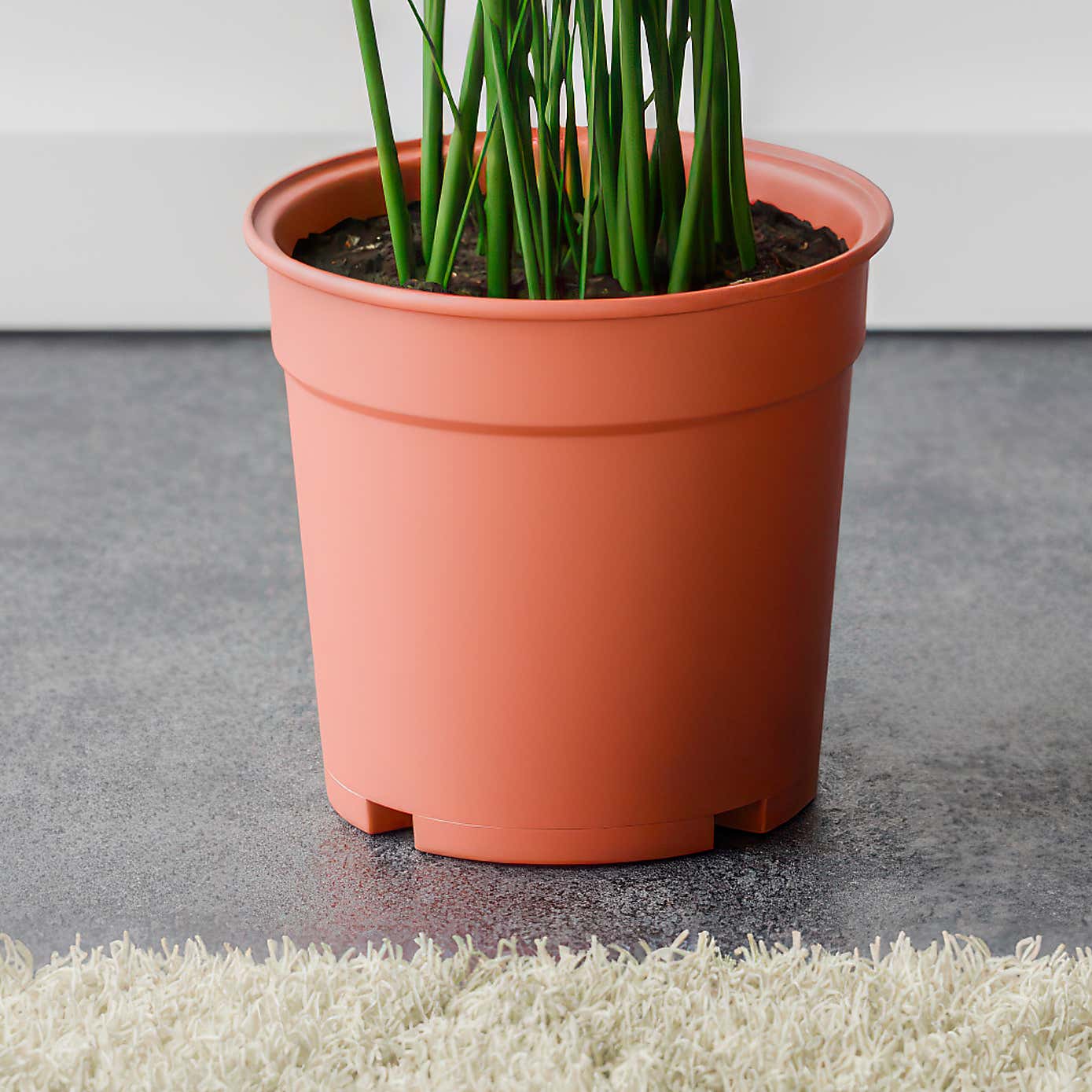 Kentia Palm House Plant