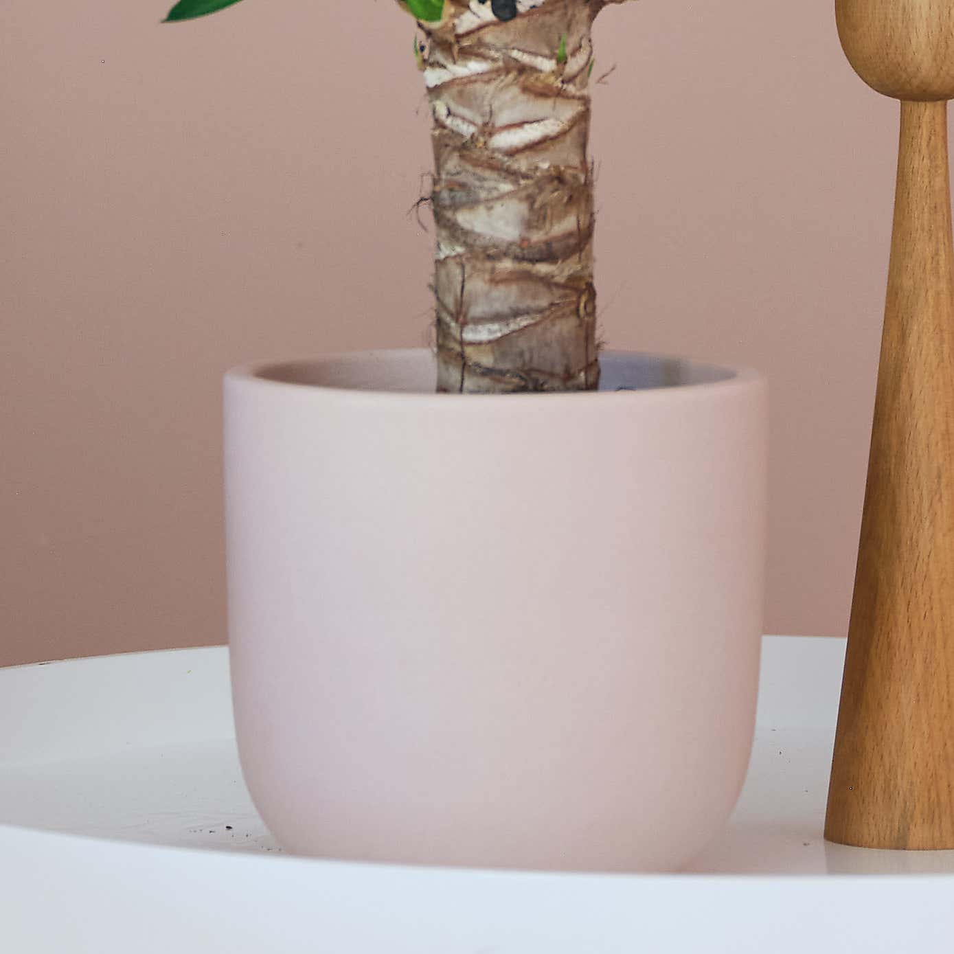 Yucca House Plant in Earthenware Pot