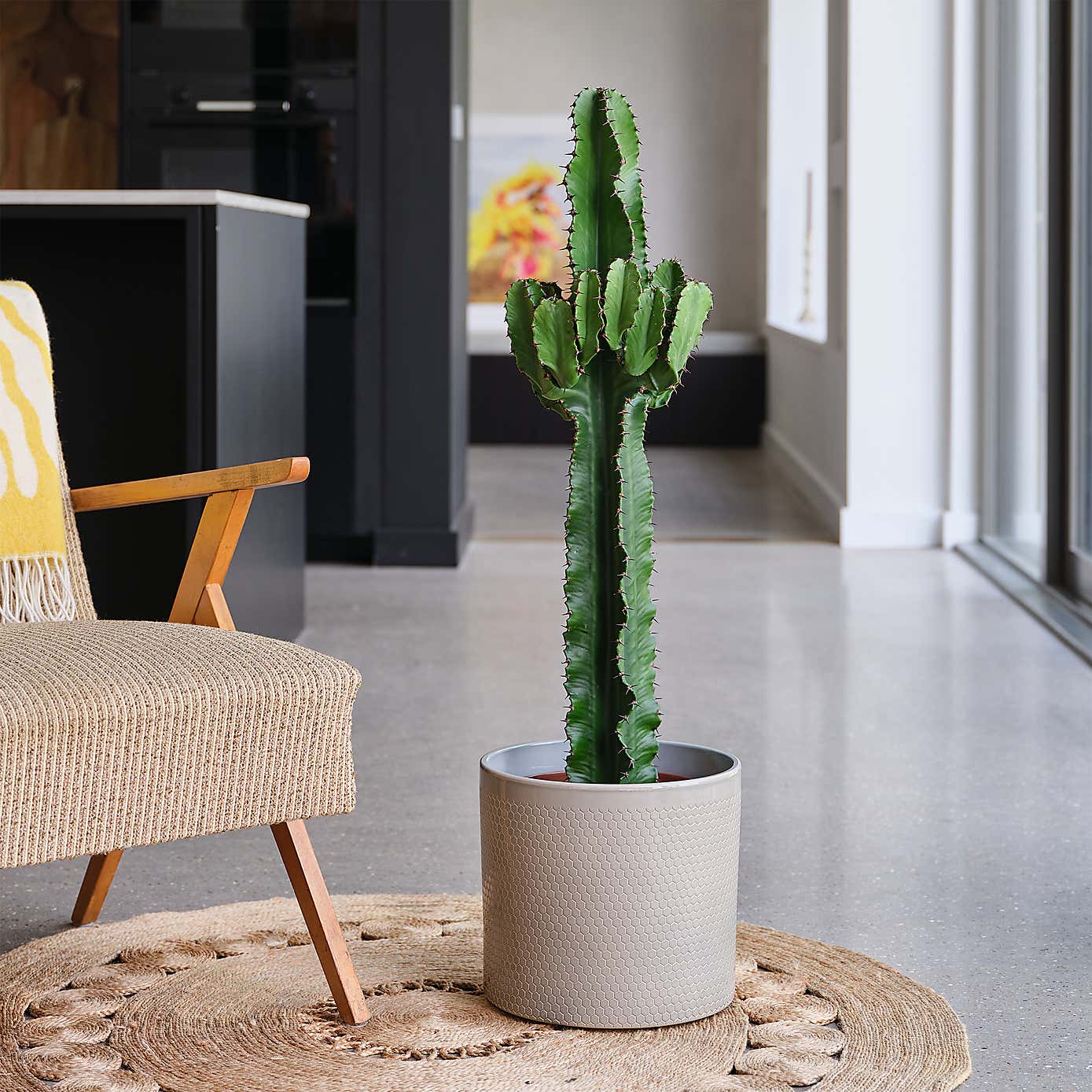 Euphorbia Trigona House Plant in Capri Pot
