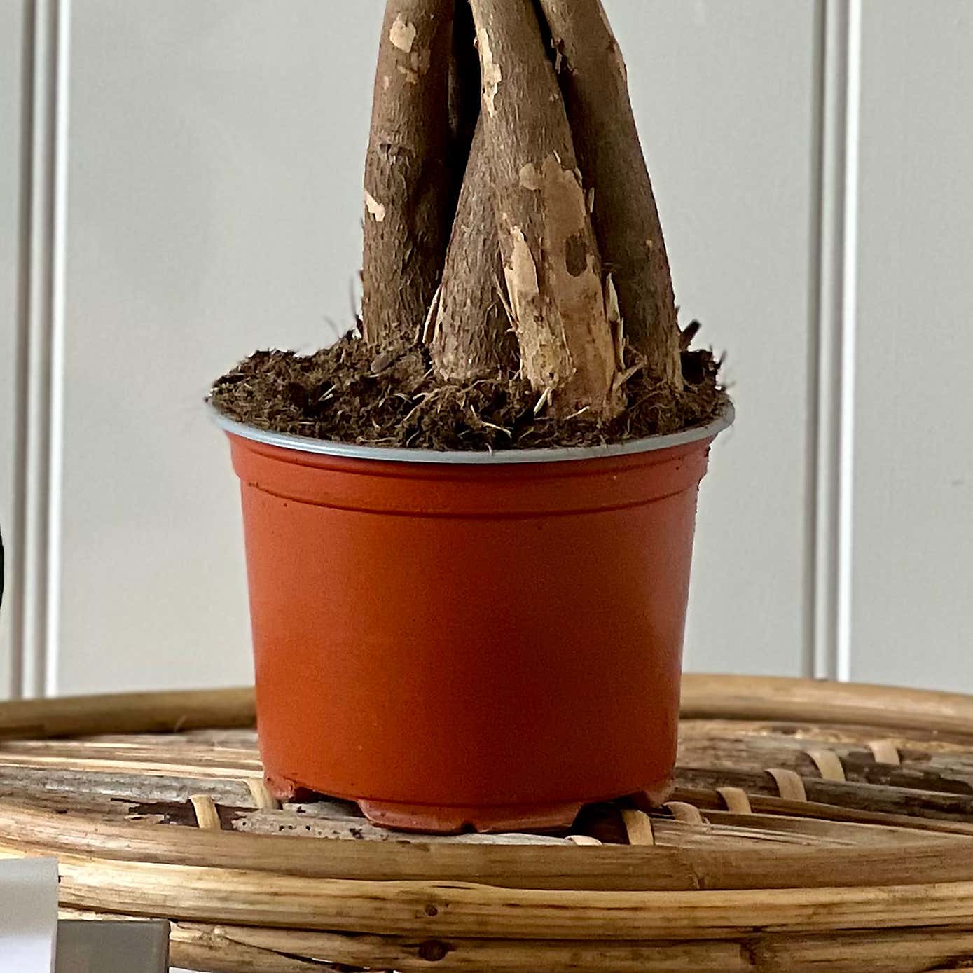 Good Fortune House Plant Bundle