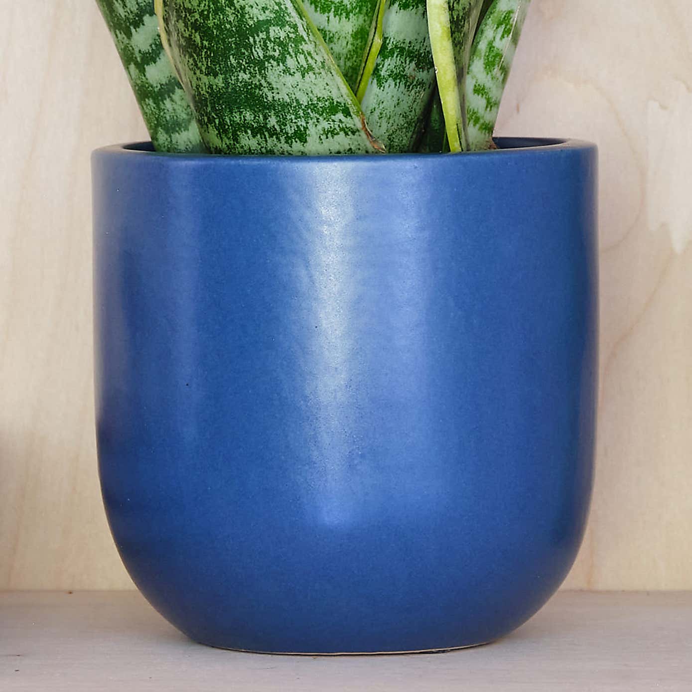 Snake House Plant in Earthenware Pot
