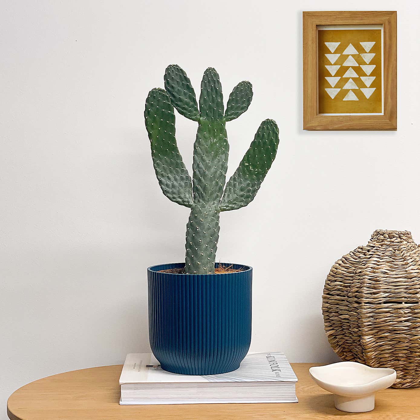 Cowboy Cactus House Plant in Elho Pot