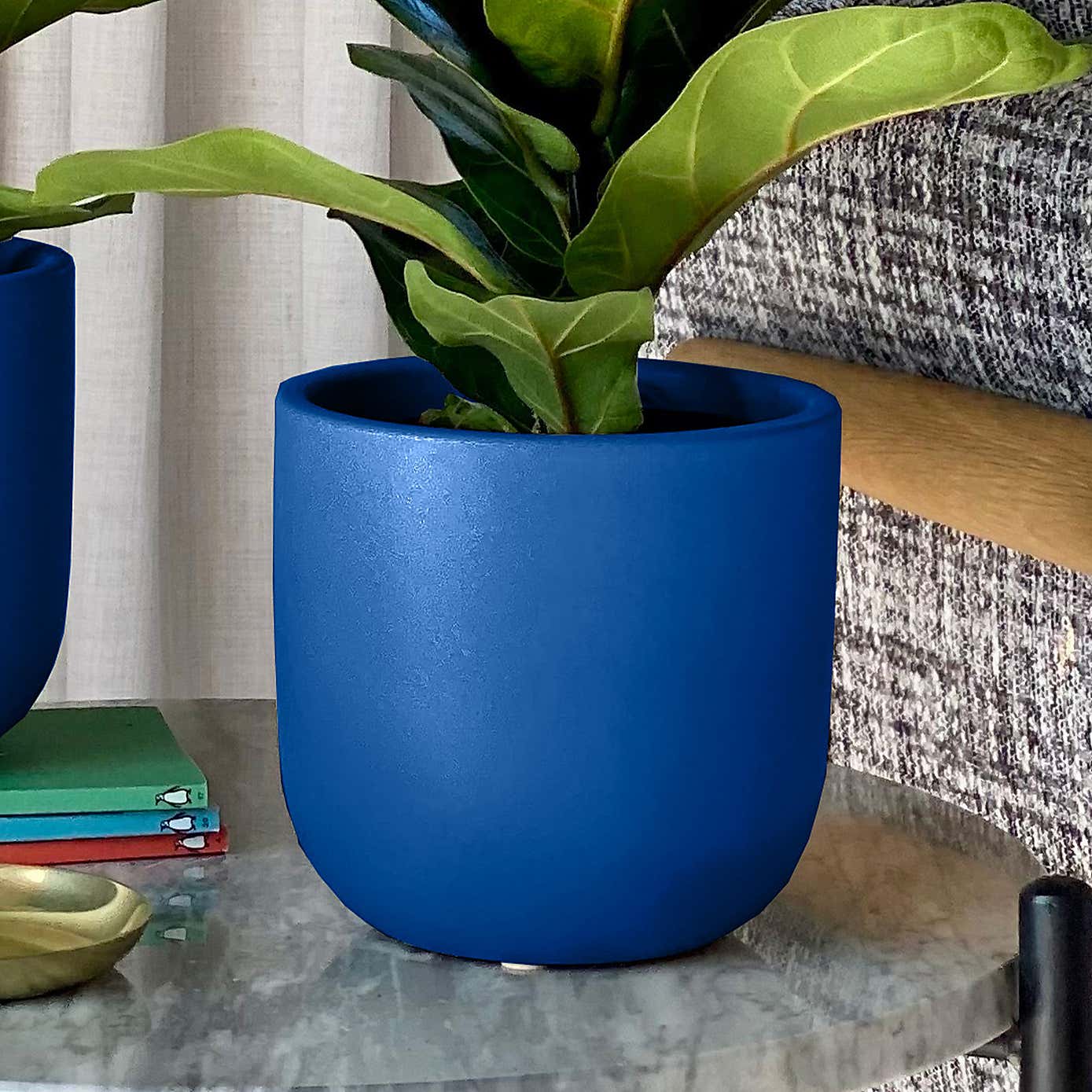 Fiddle Leaf Fig Potted House Plant Bundle