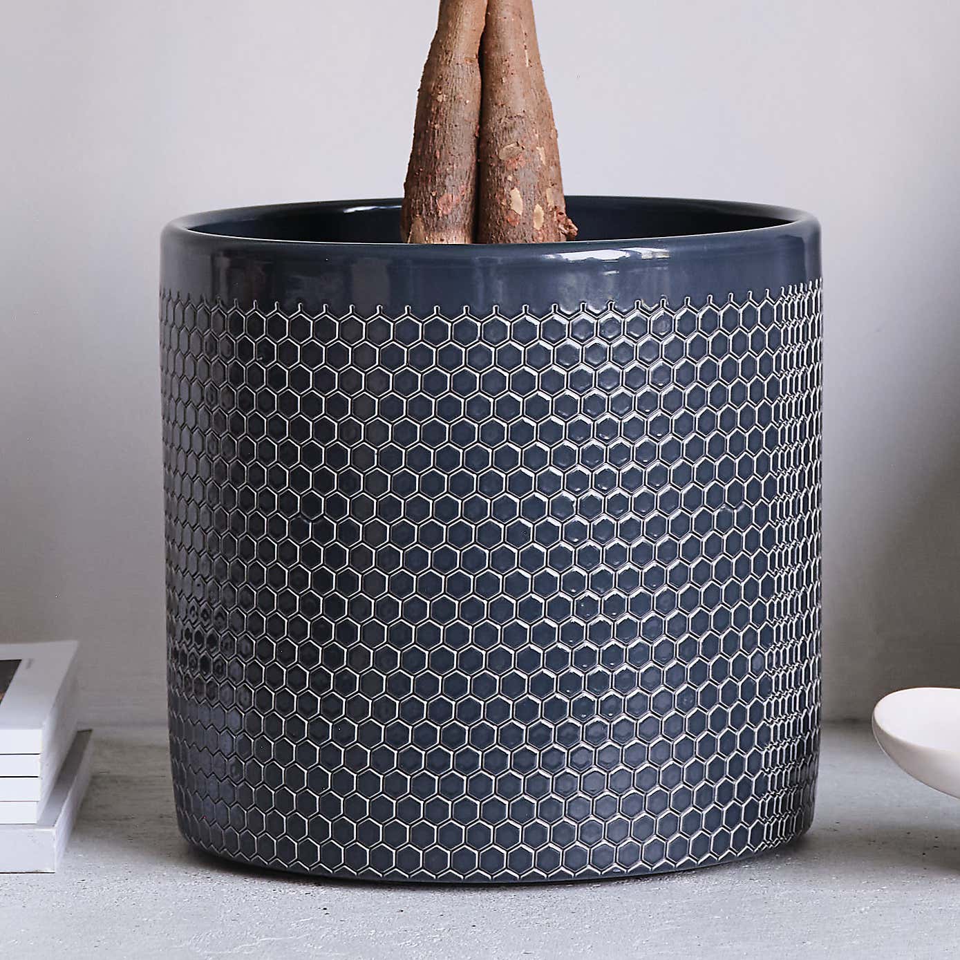 Money Tree House Plant in Capri Pot