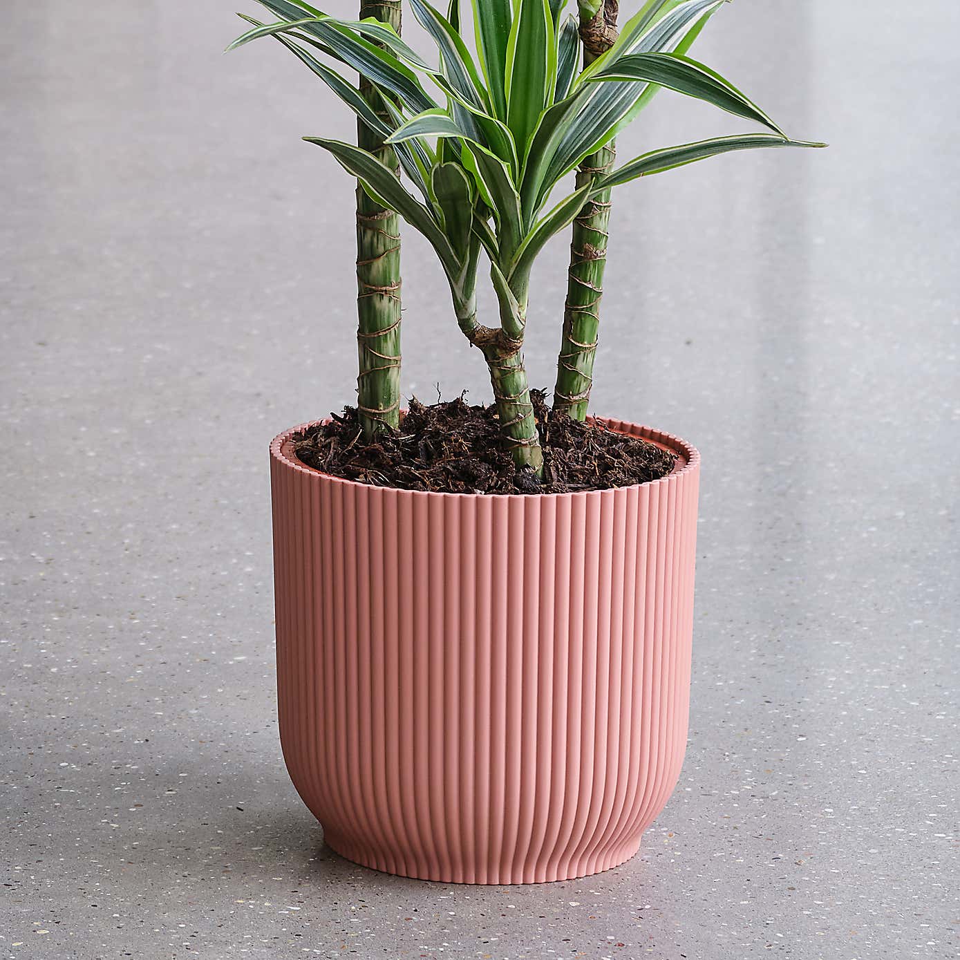 Dracaena Lemon & Lime House Plant in Elho Pot