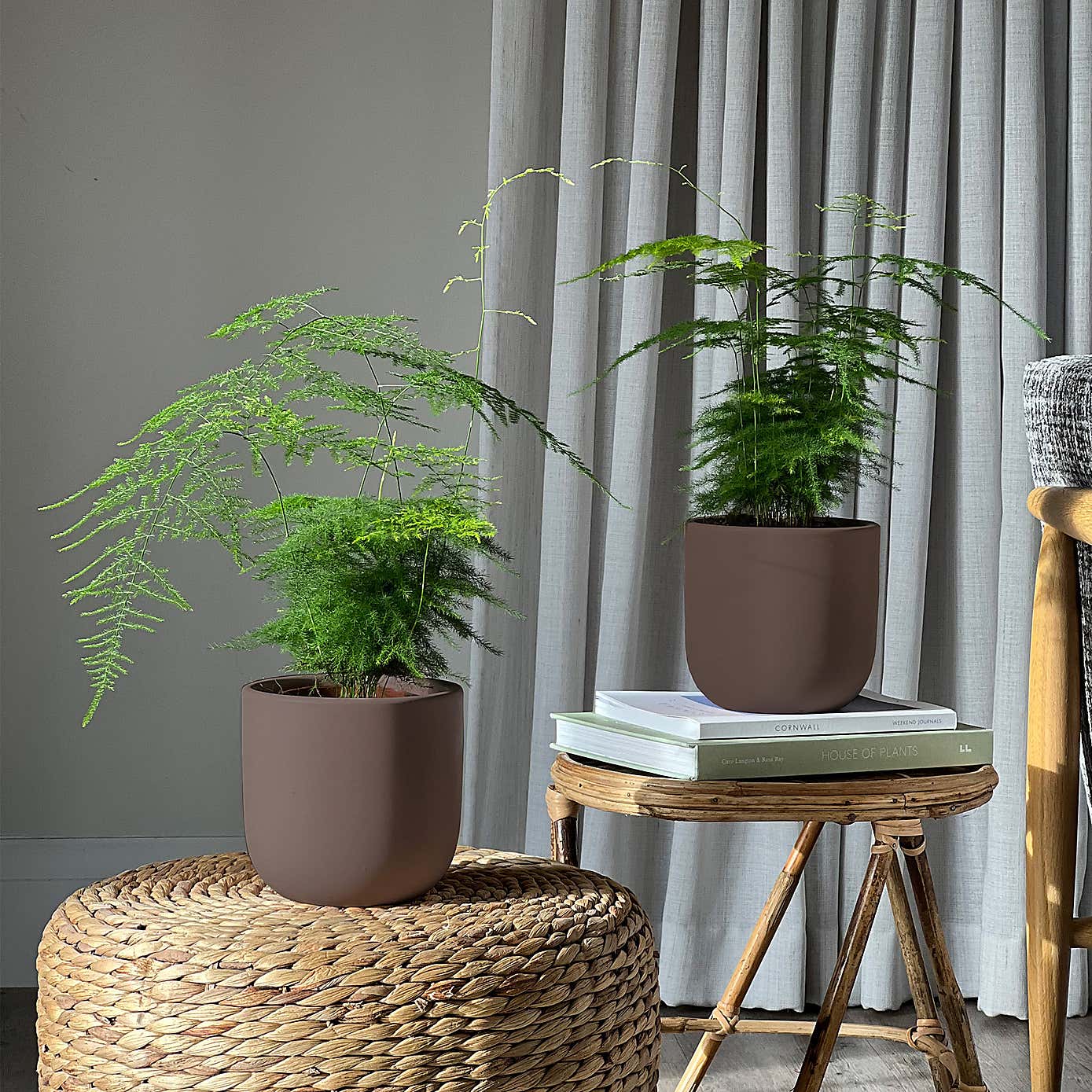 Asparagus Fern Potted House Plant Bundle