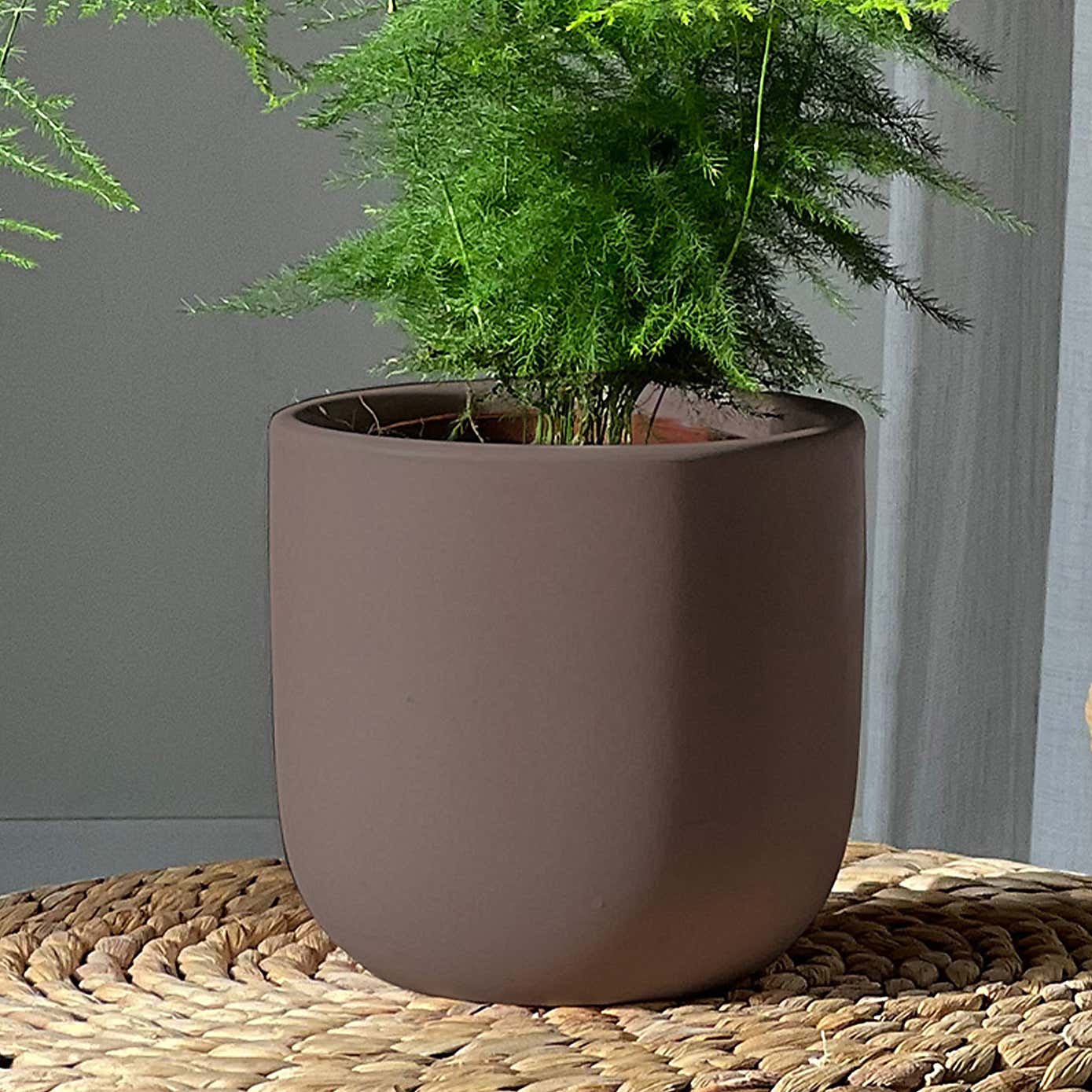Asparagus & Boston Fern Potted House Plant Bundle