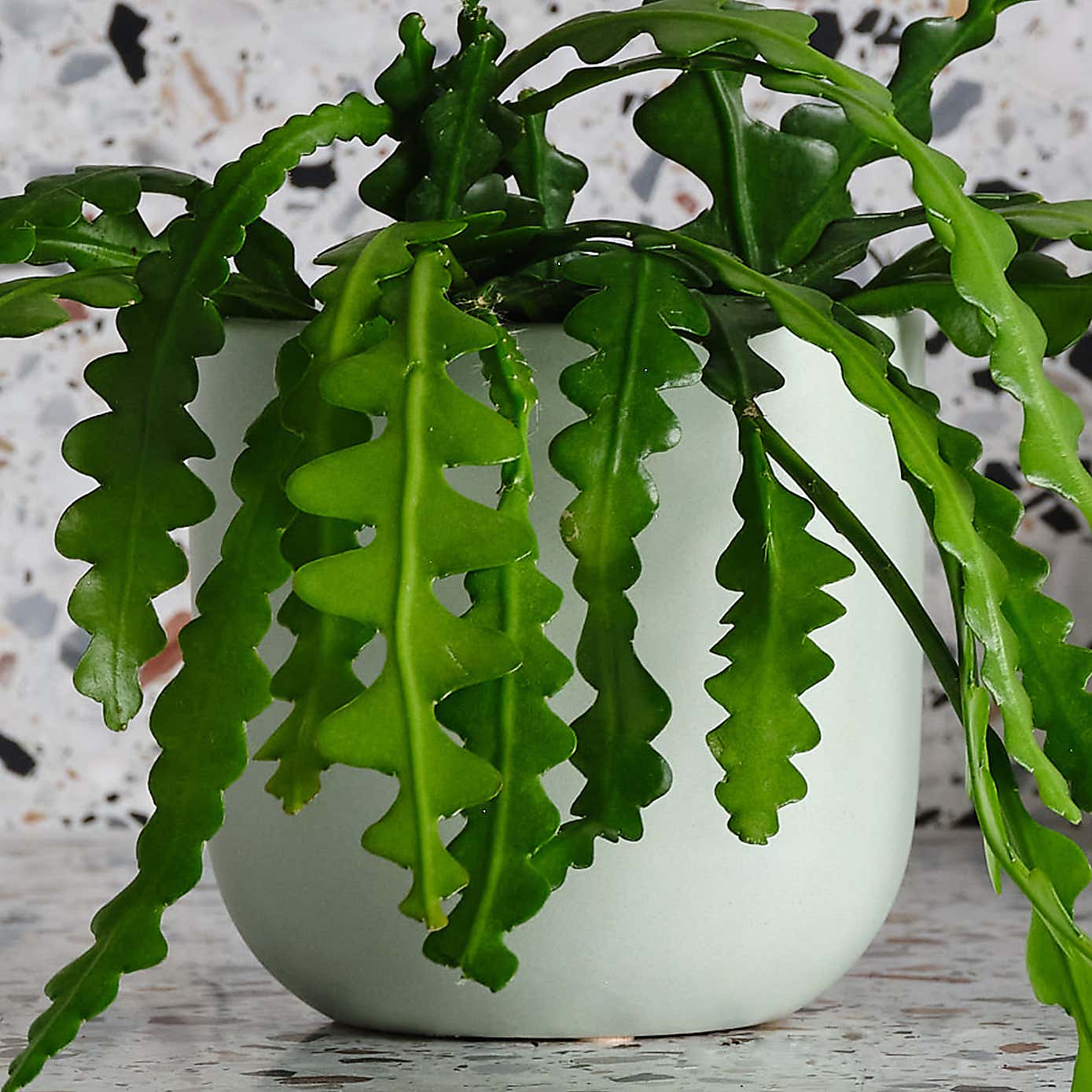 Fishbone Cactus House Plant in Earthenware Pot
