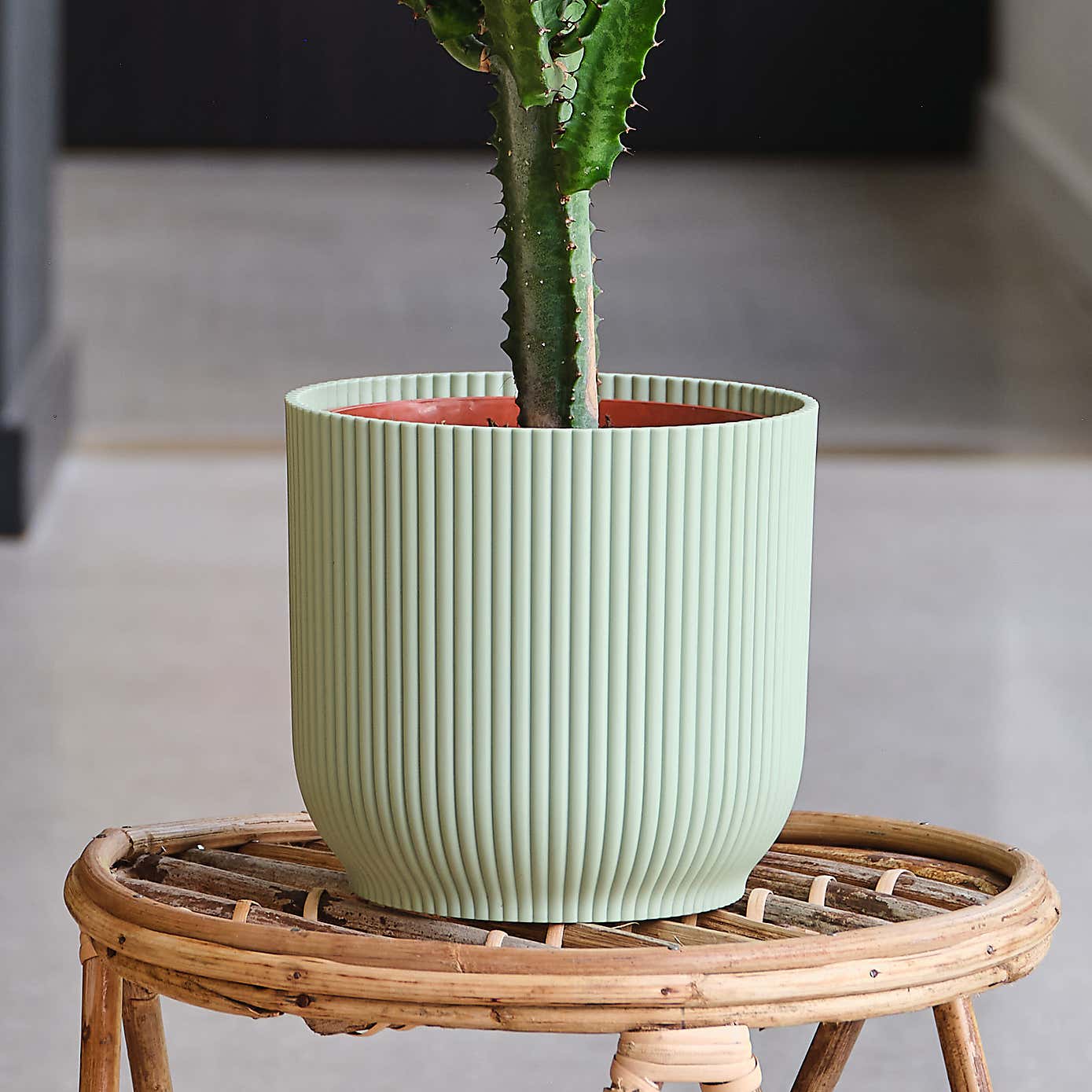 Euphorbia Trigona House Plant in Elho Pot