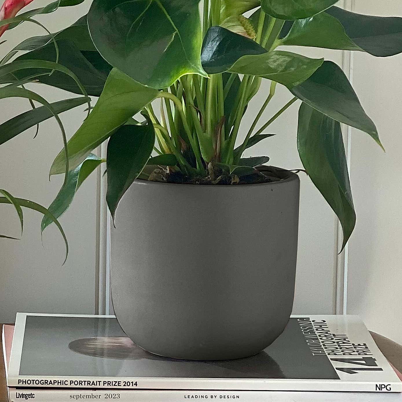 Flowering Potted House Plant Bundle