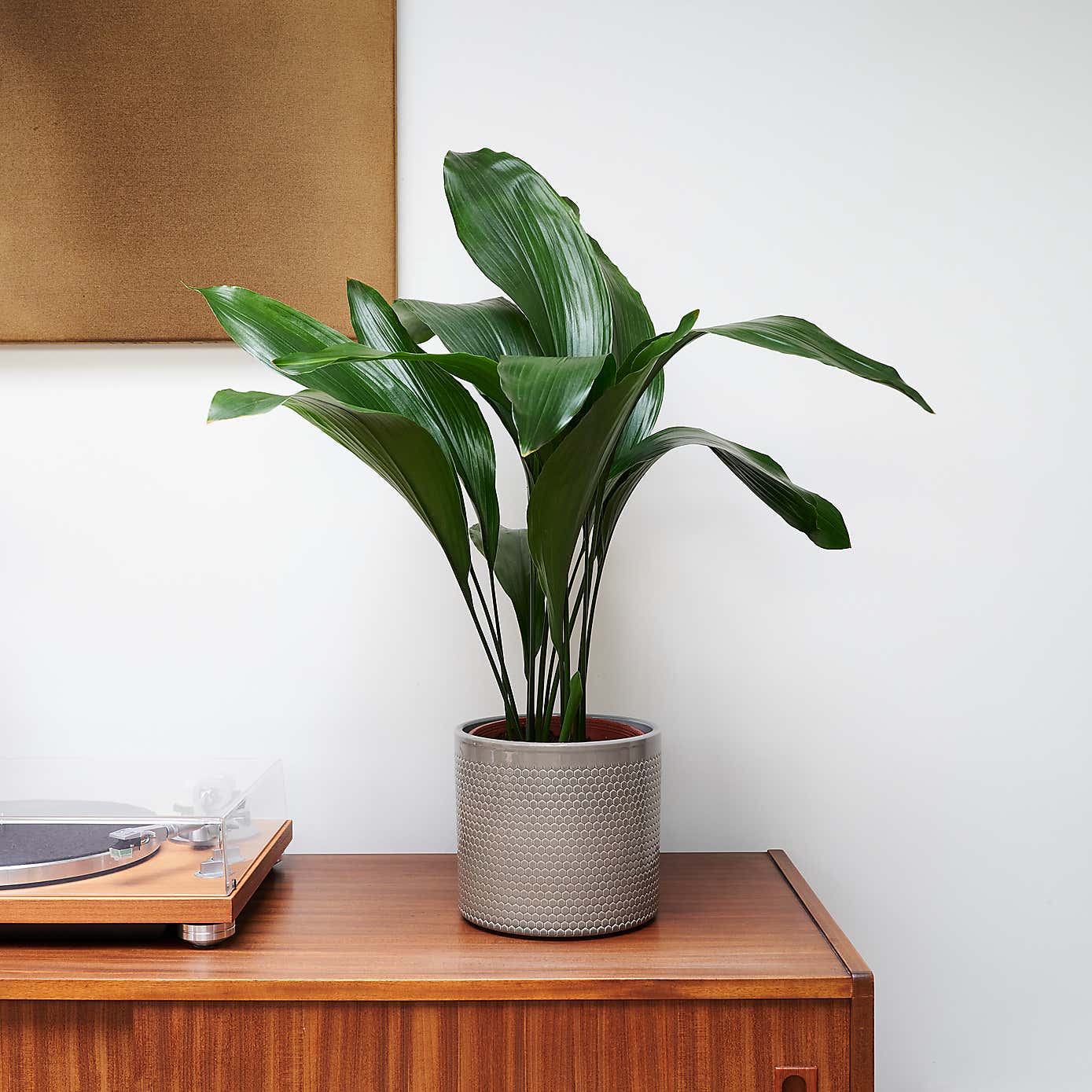 Beards & Daisies Cast Iron House Plant in Capri Pot