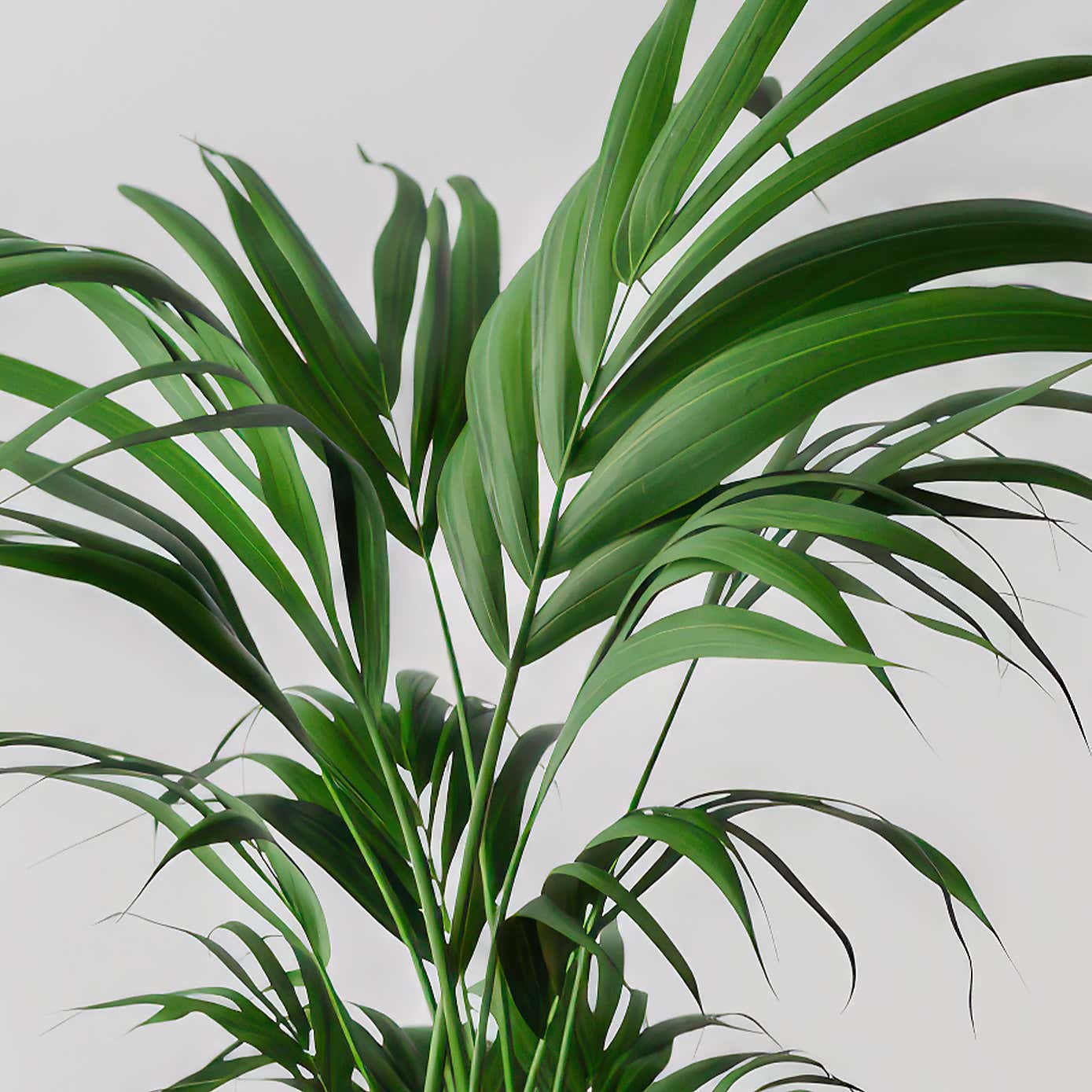 Kentia Palm House Plant in Elho Pot