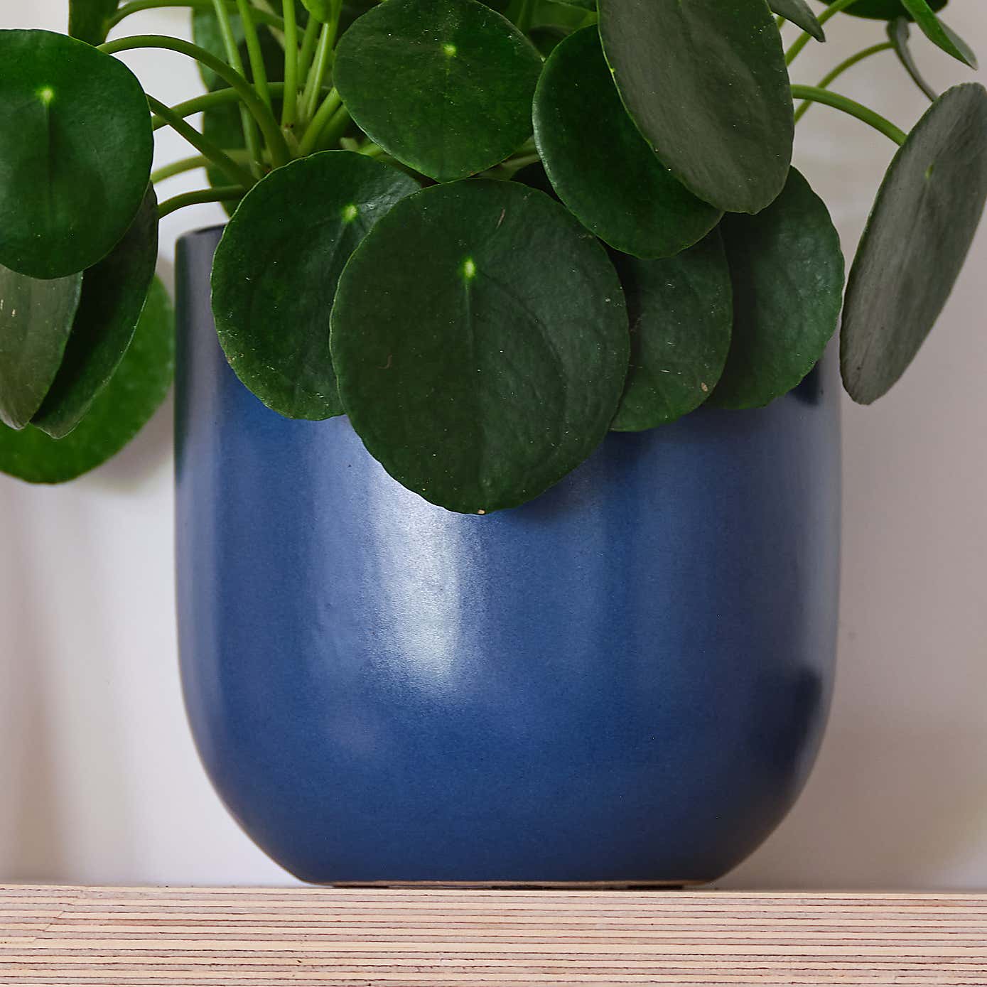 Chinese Money House Plant in Earthenware Pot