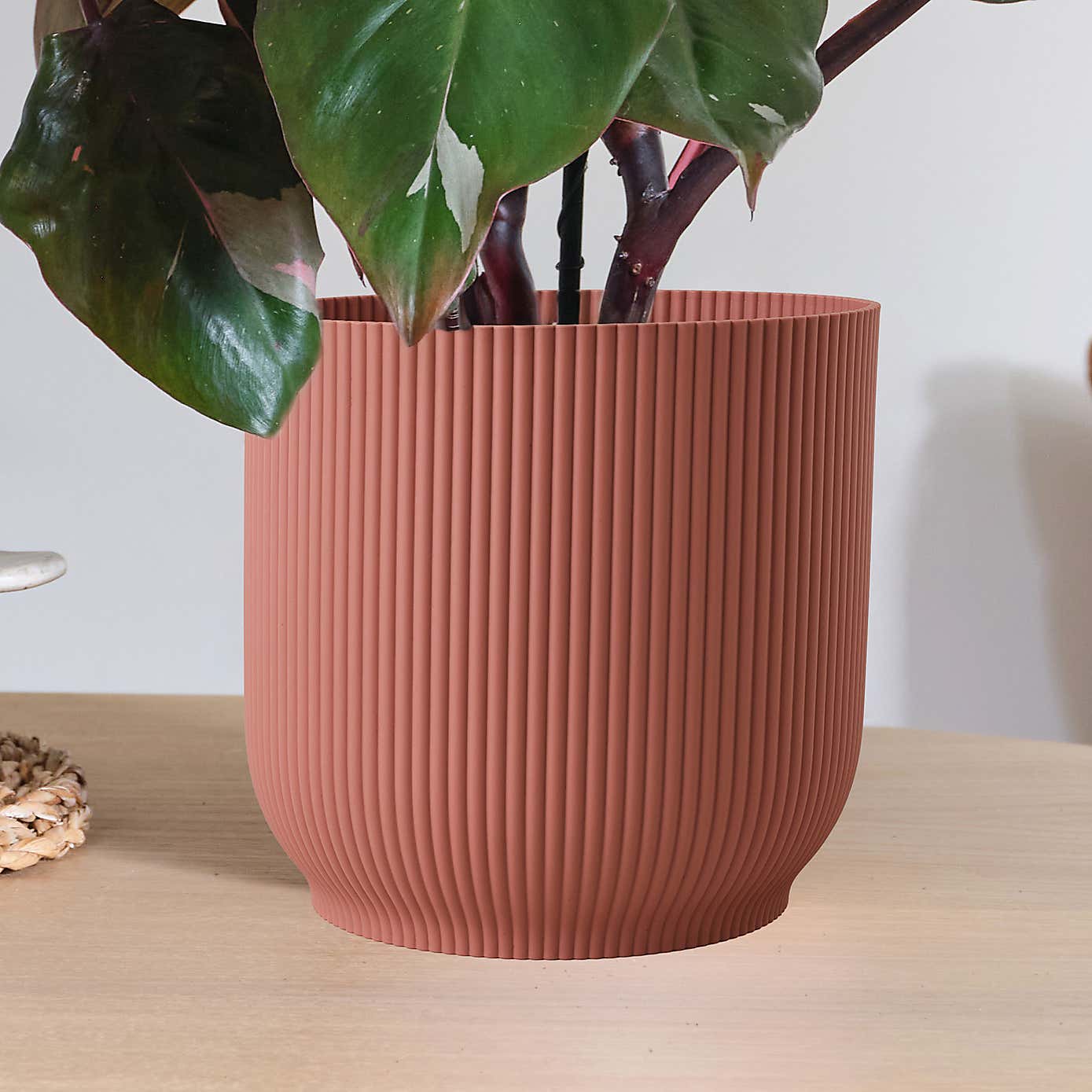 Philodendron Pink Princess in Elho Pot