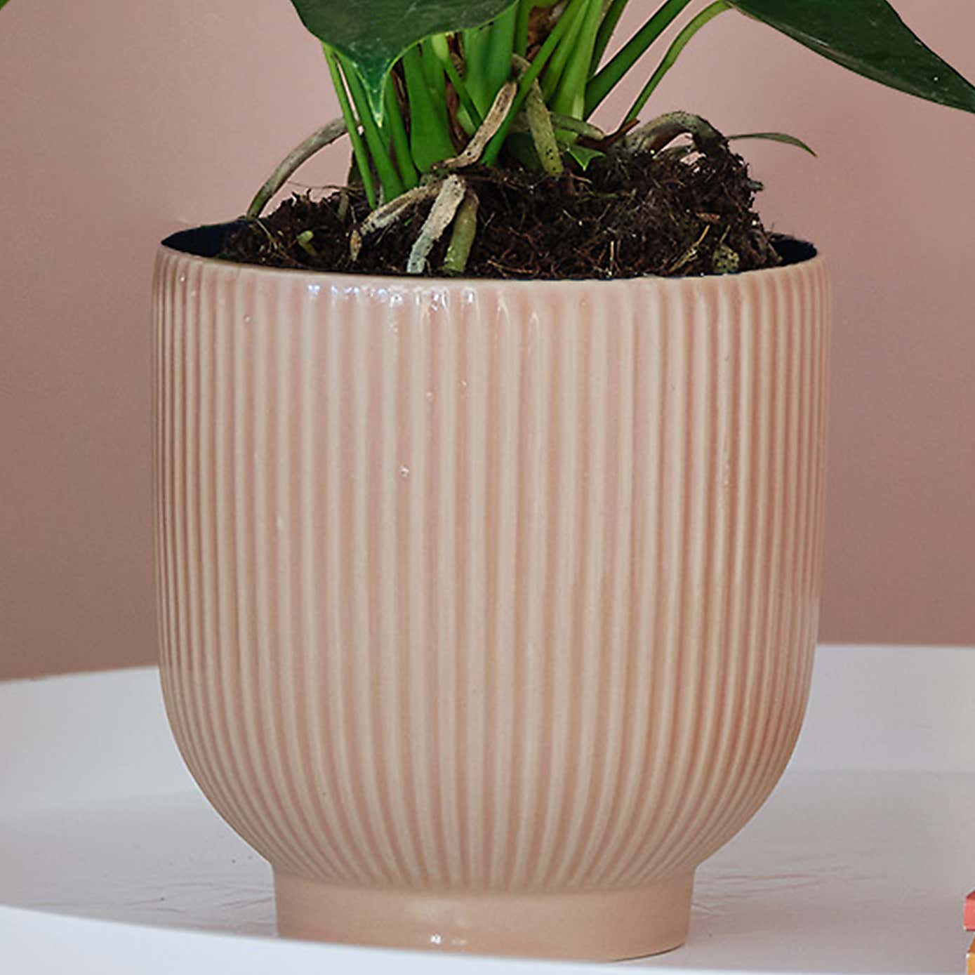 Peach Anthurium House Plant in Ribbed Pot