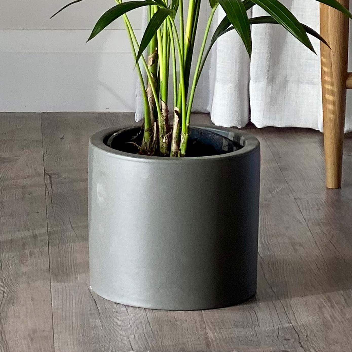 Bird of Paradise & Kentia Palm Potted House Plant Bundle