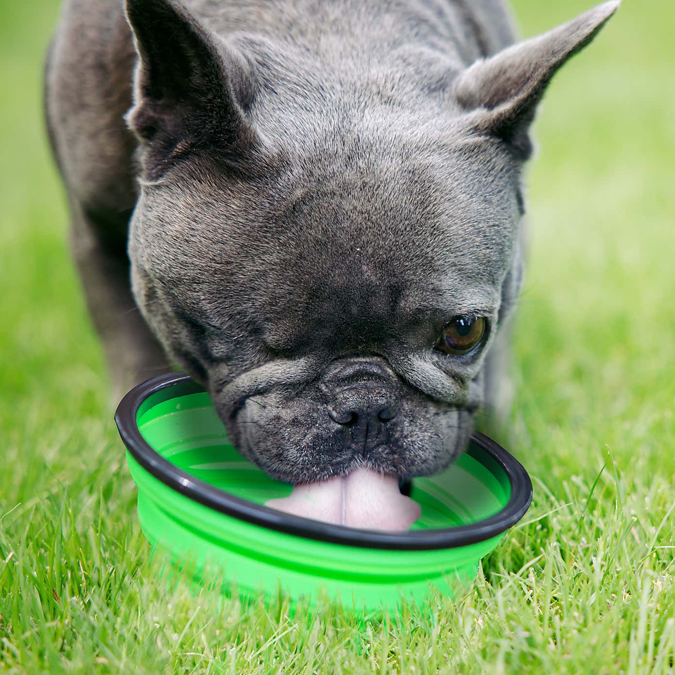 Crufts Collapsible 1L Pet Bowl with Hook