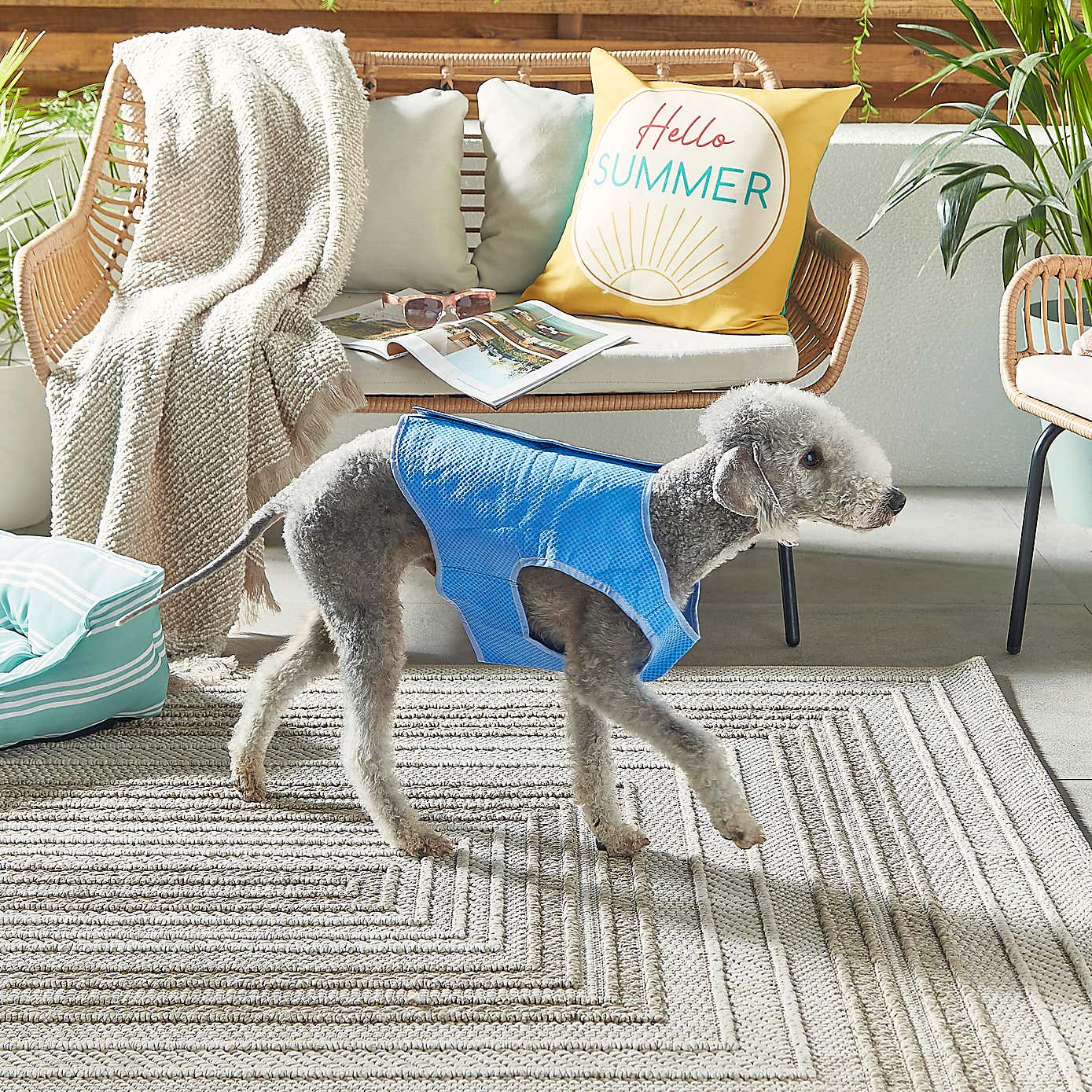 Crufts Pet Cooling Vest