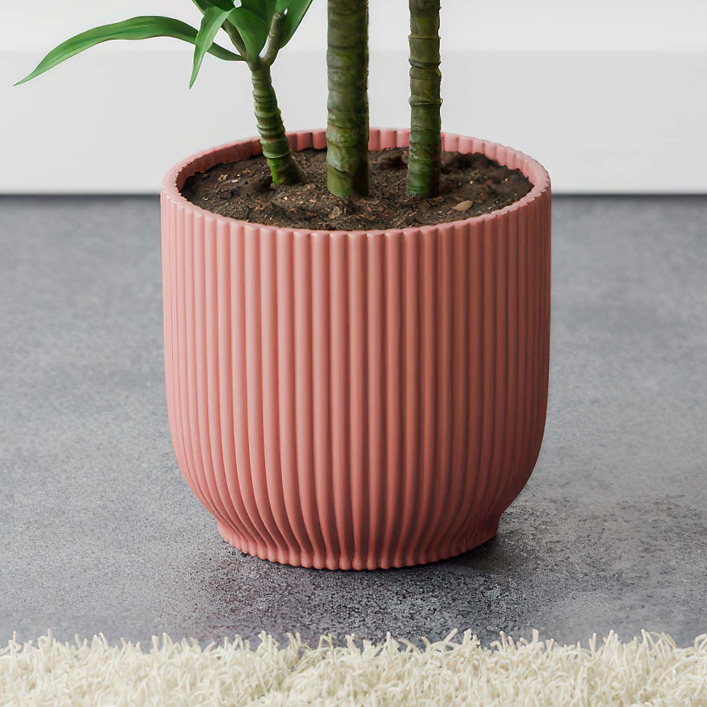 Beards & Daisies Dracaena Steudneri House Plant in Elho Pot