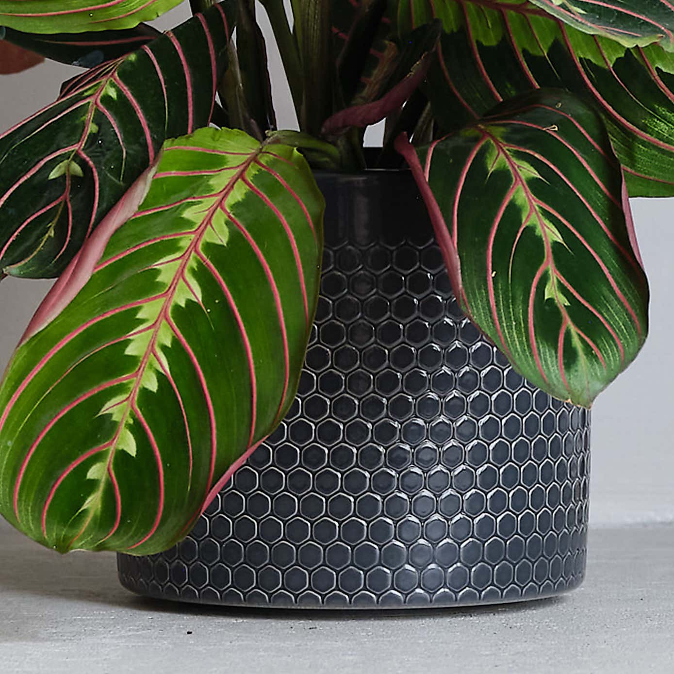 Prayer House Plant in Capri Pot