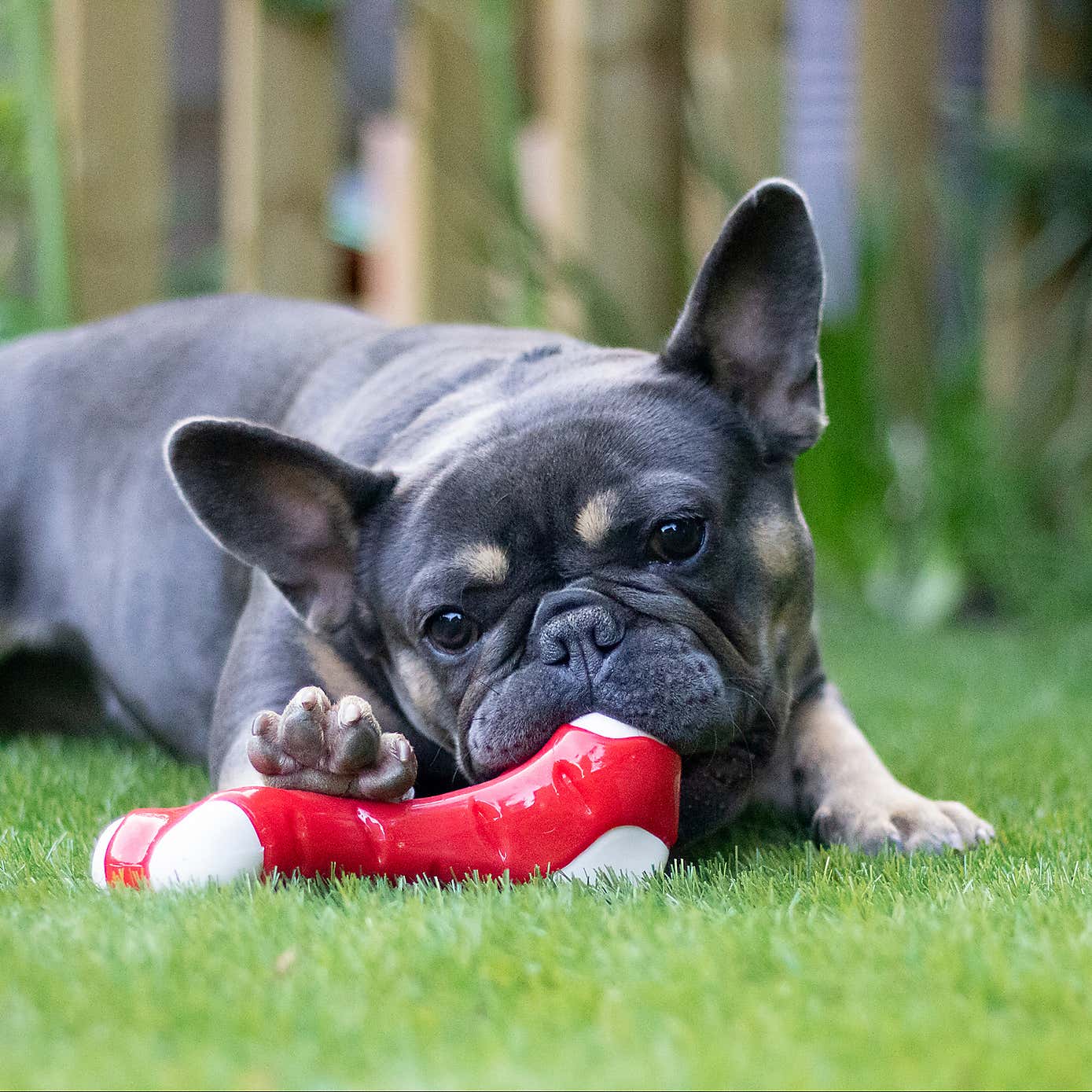 Meaty Chicken Takeaway Bone Small