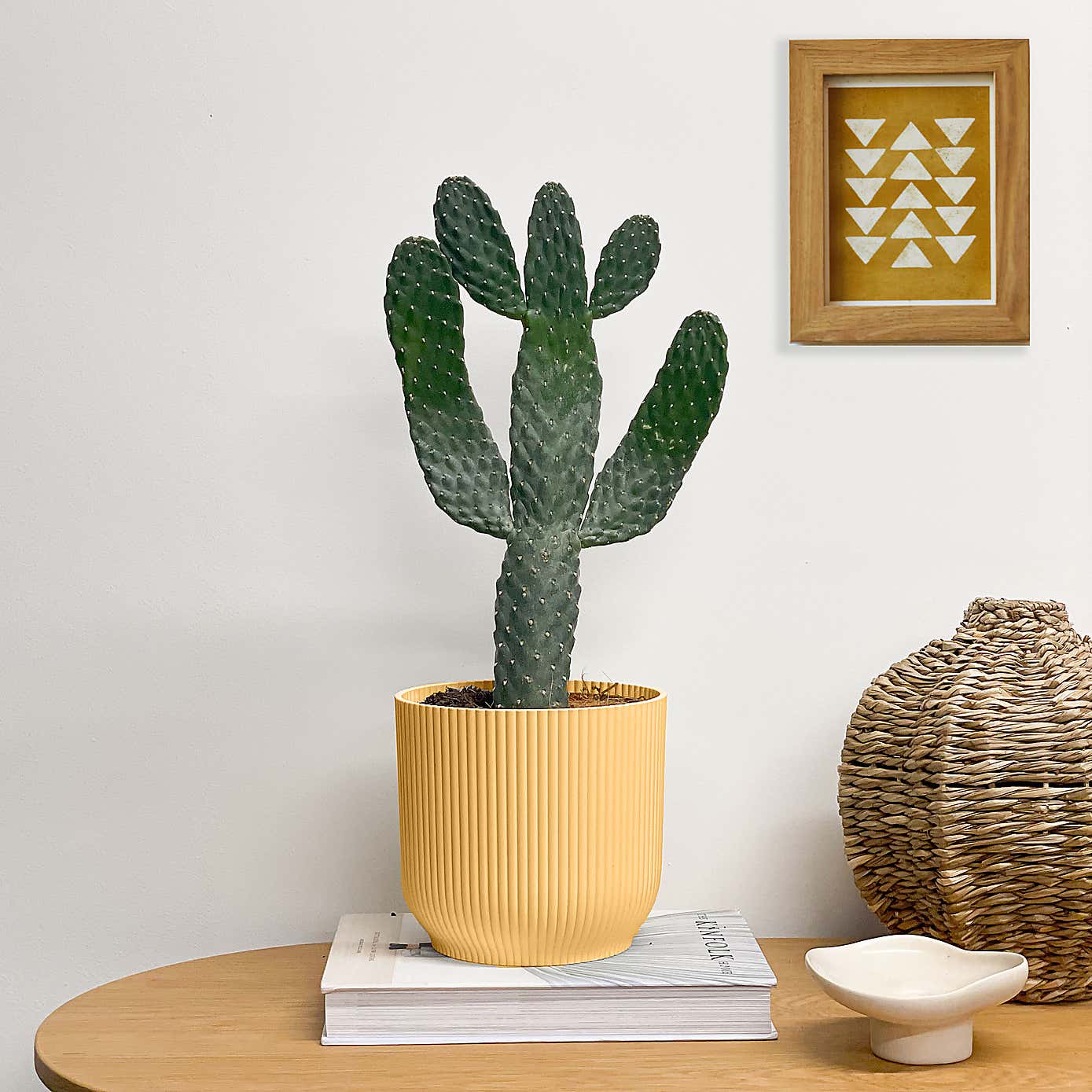 Cowboy Cactus House Plant in Elho Pot