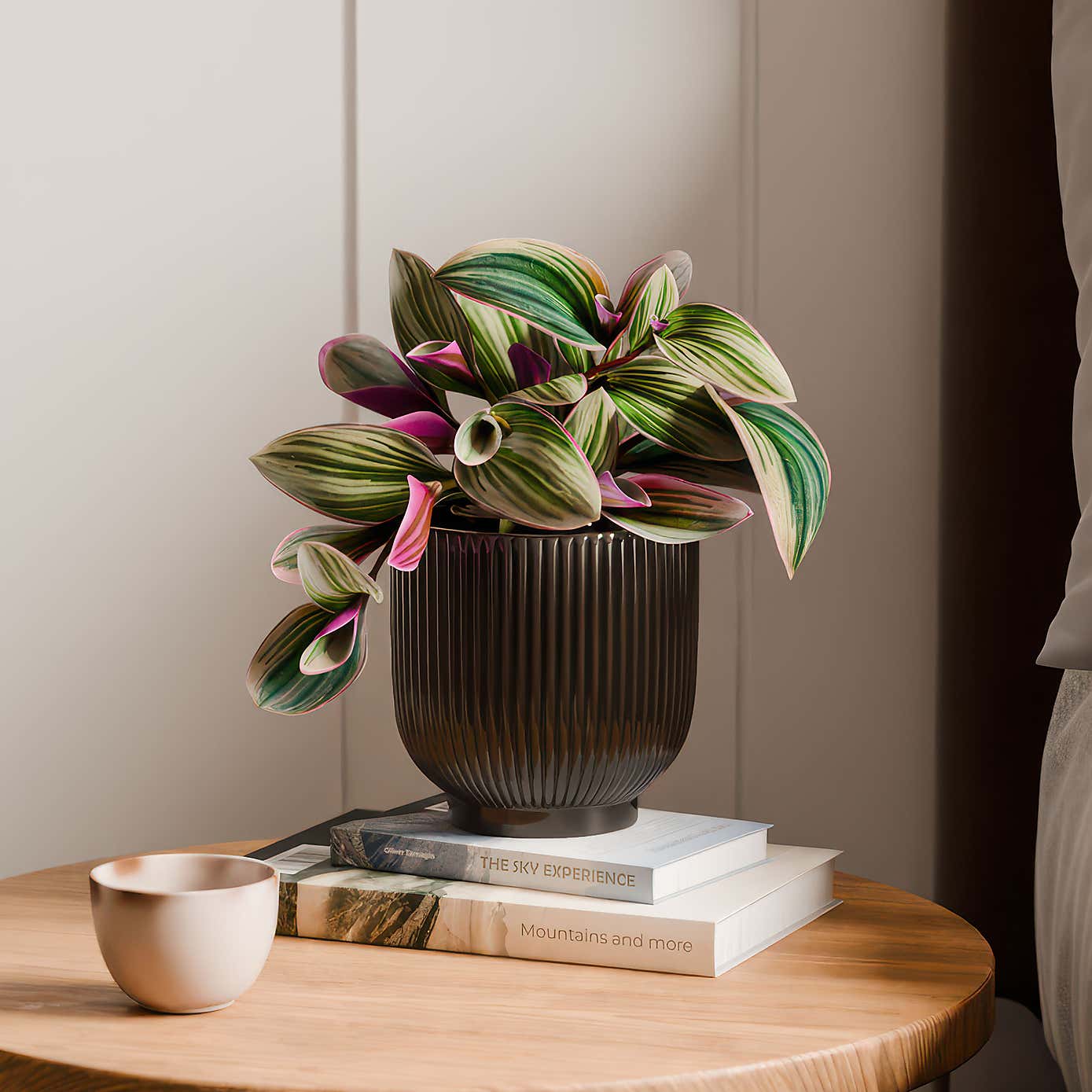 Tradescantia Nanouk House Plant in Ribbed Ceramic Pot